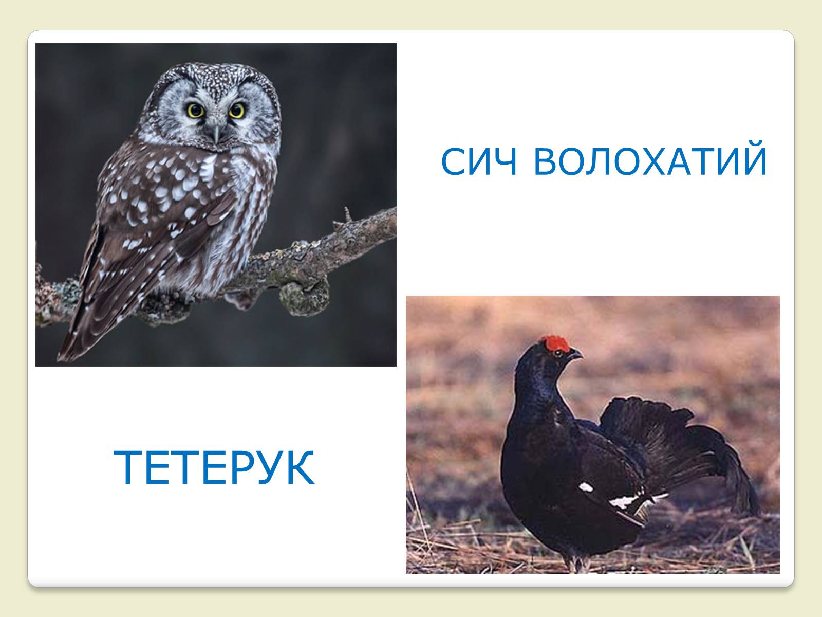 Презентація на тему «Червона Книга України» (варіант 6) - Слайд #18 Презентація на тему «Червона Книга України» (варіант 6) - Слайд #18