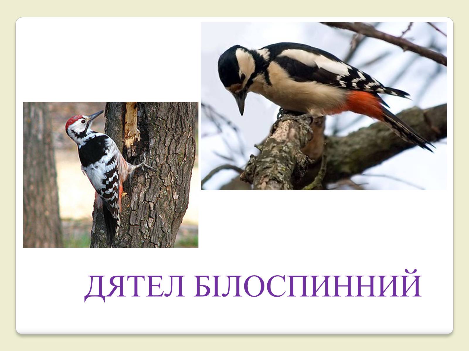 Презентація на тему «Червона Книга України» (варіант 6) - Слайд #19 Презентація на тему «Червона Книга України» (варіант 6) - Слайд #19