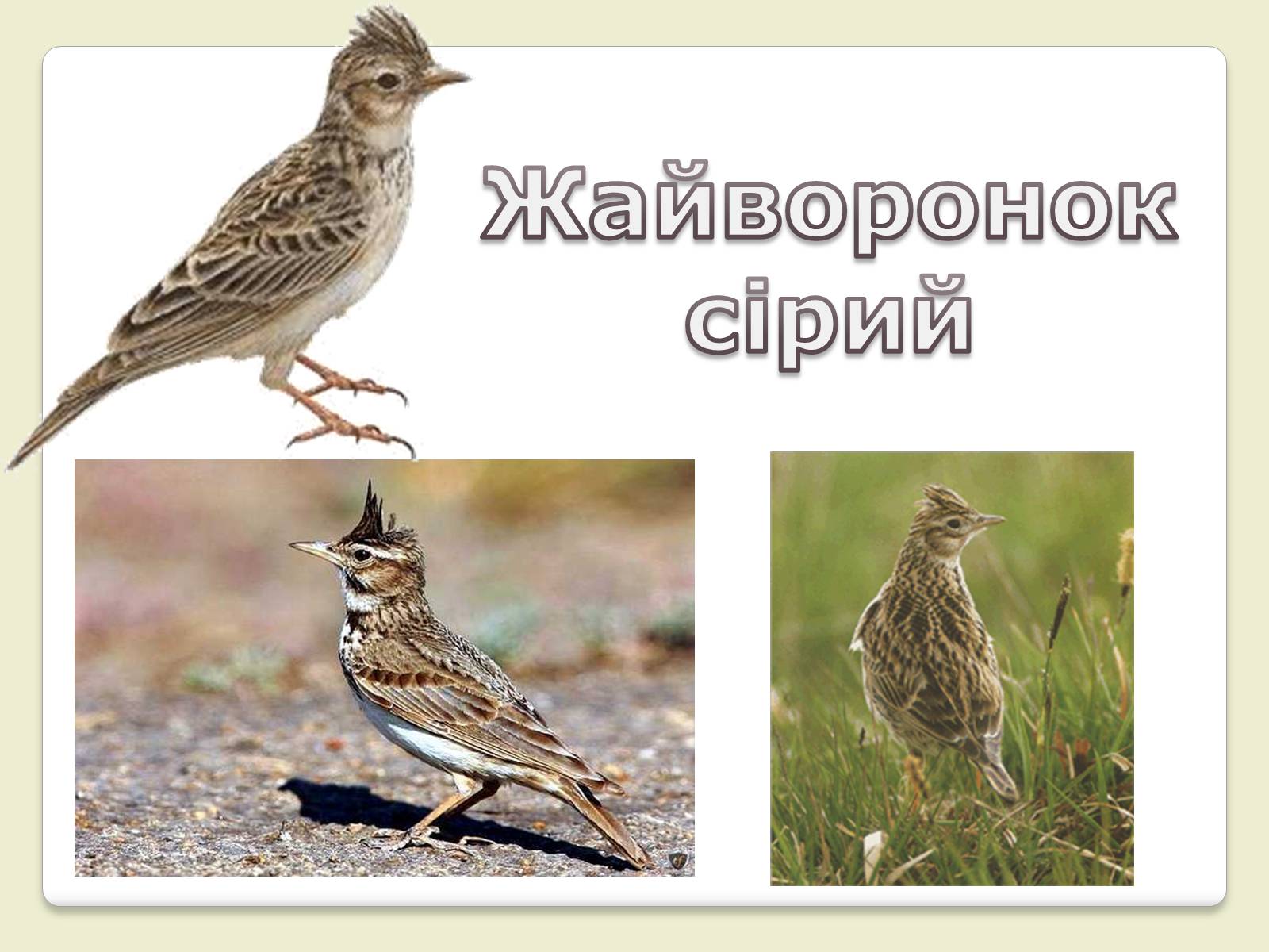 Презентація на тему «Червона Книга України» (варіант 6) - Слайд #20 Презентація на тему «Червона Книга України» (варіант 6) - Слайд #20