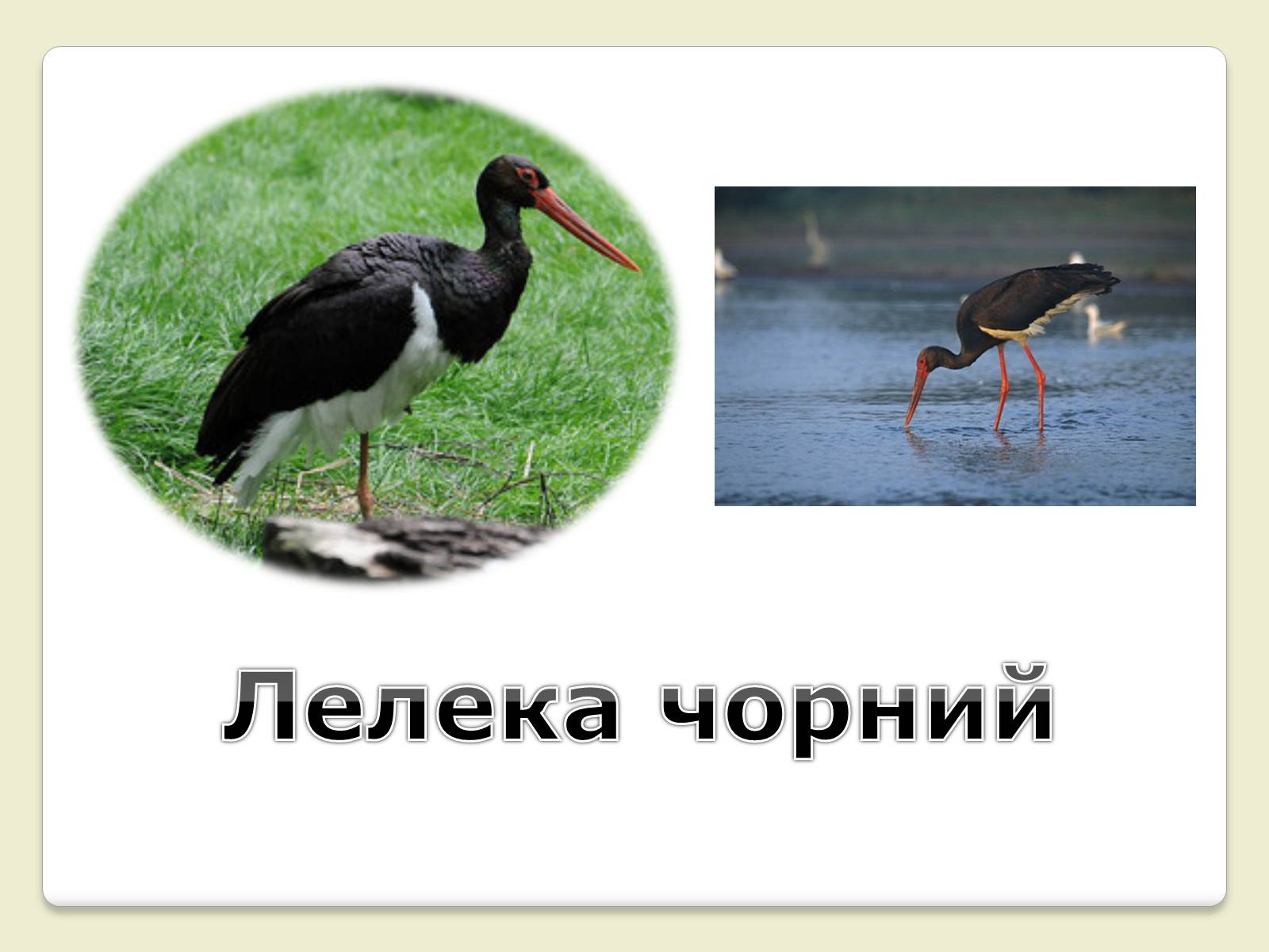 Презентація на тему «Червона Книга України» (варіант 6) - Слайд #21 Презентація на тему «Червона Книга України» (варіант 6) - Слайд #21