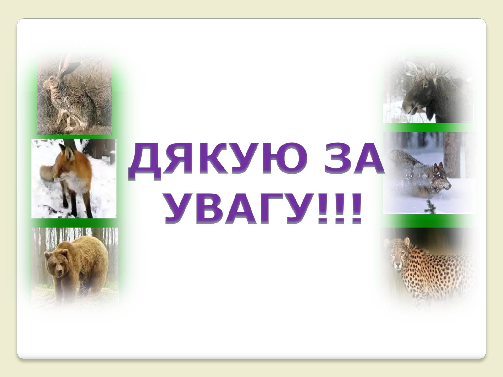 Презентація на тему «Червона Книга України» (варіант 6) - Слайд #23 Презентація на тему «Червона Книга України» (варіант 6) - Слайд #23