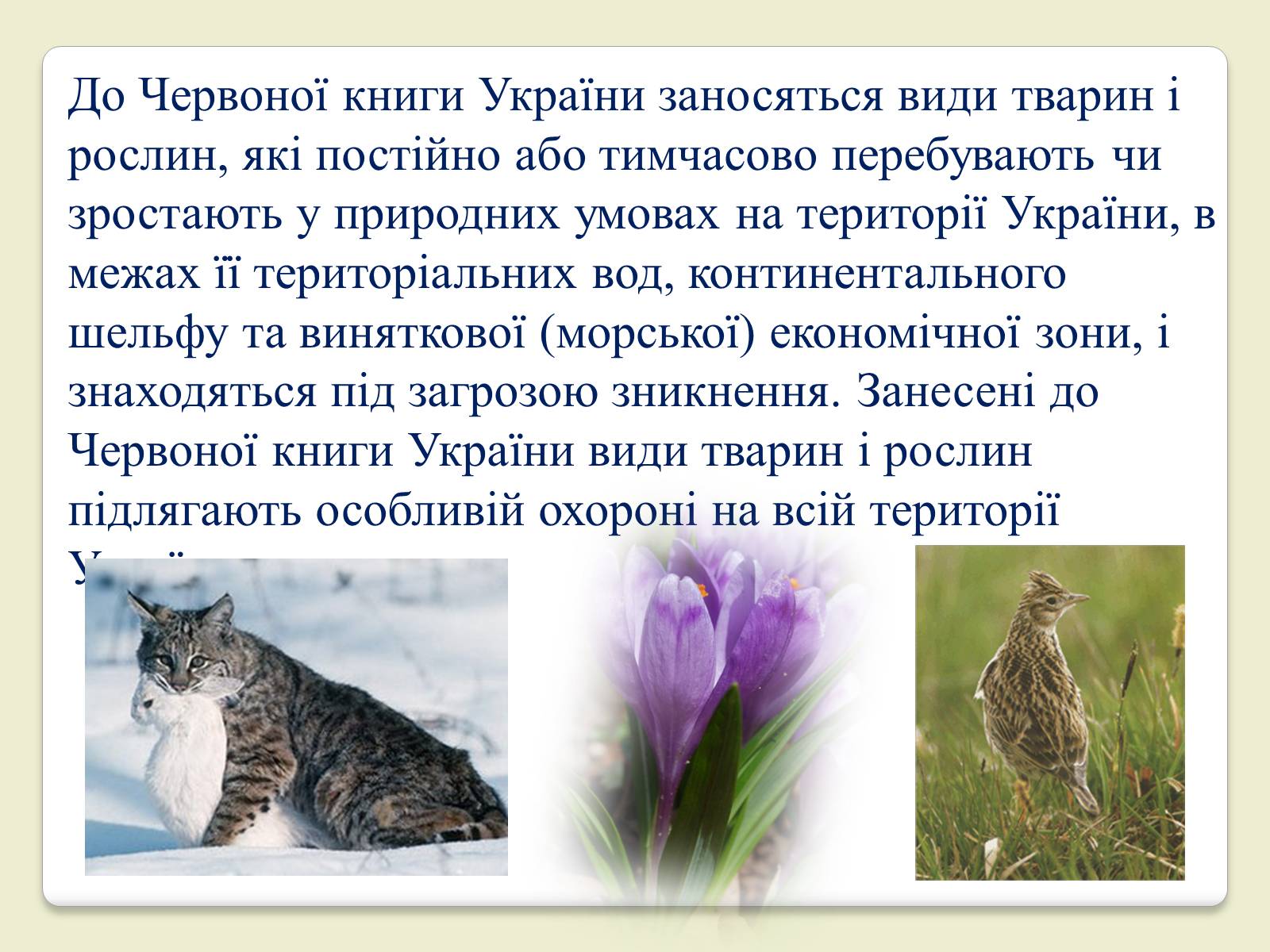 Презентація на тему «Червона Книга України» (варіант 6) - Слайд #4 Презентація на тему «Червона Книга України» (варіант 6) - Слайд #4