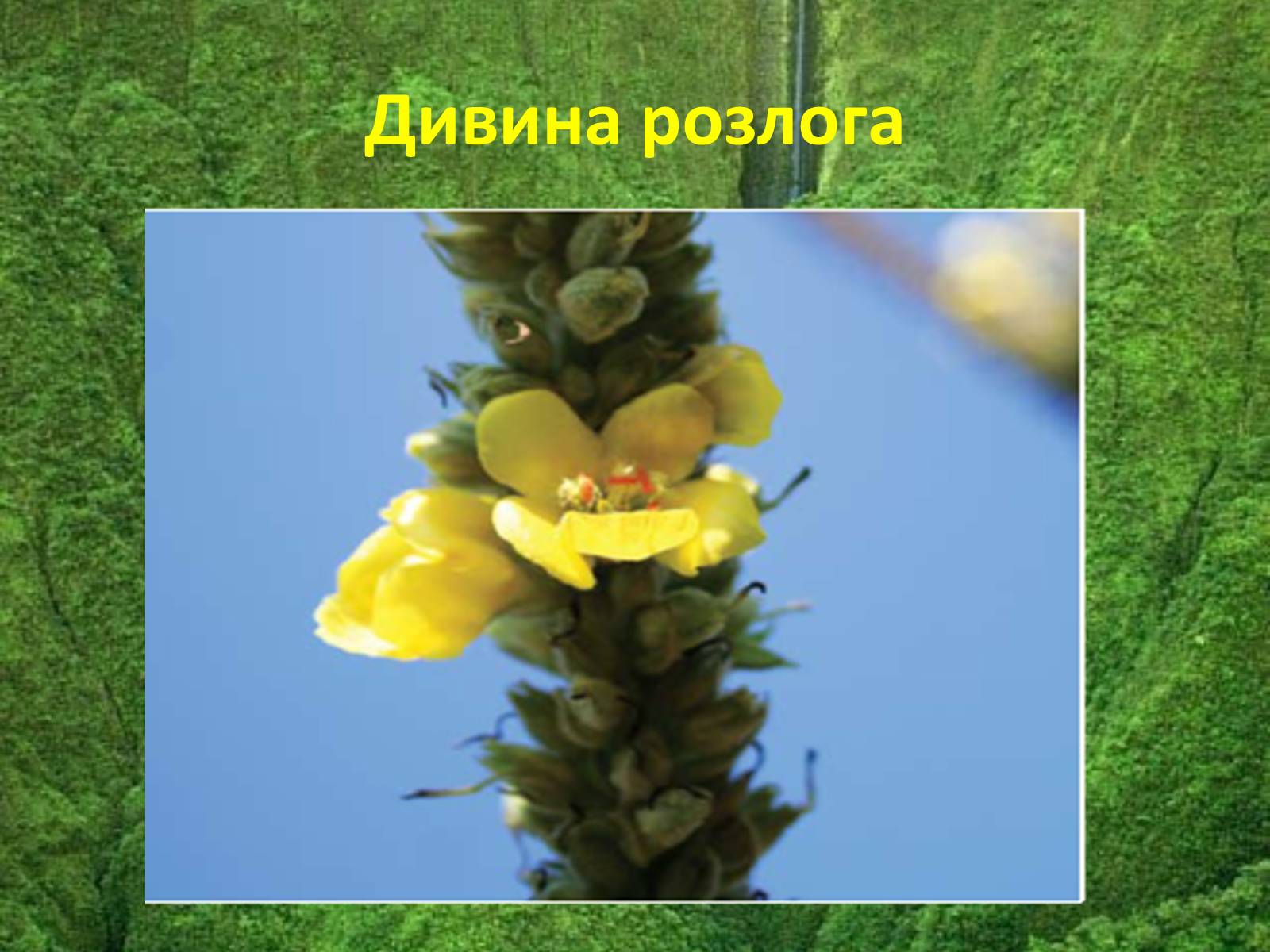 Презентація на тему «Червона книга україни» (варіант 5) - Слайд #12 Презентація на тему «Червона книга україни» (варіант 5) - Слайд #12