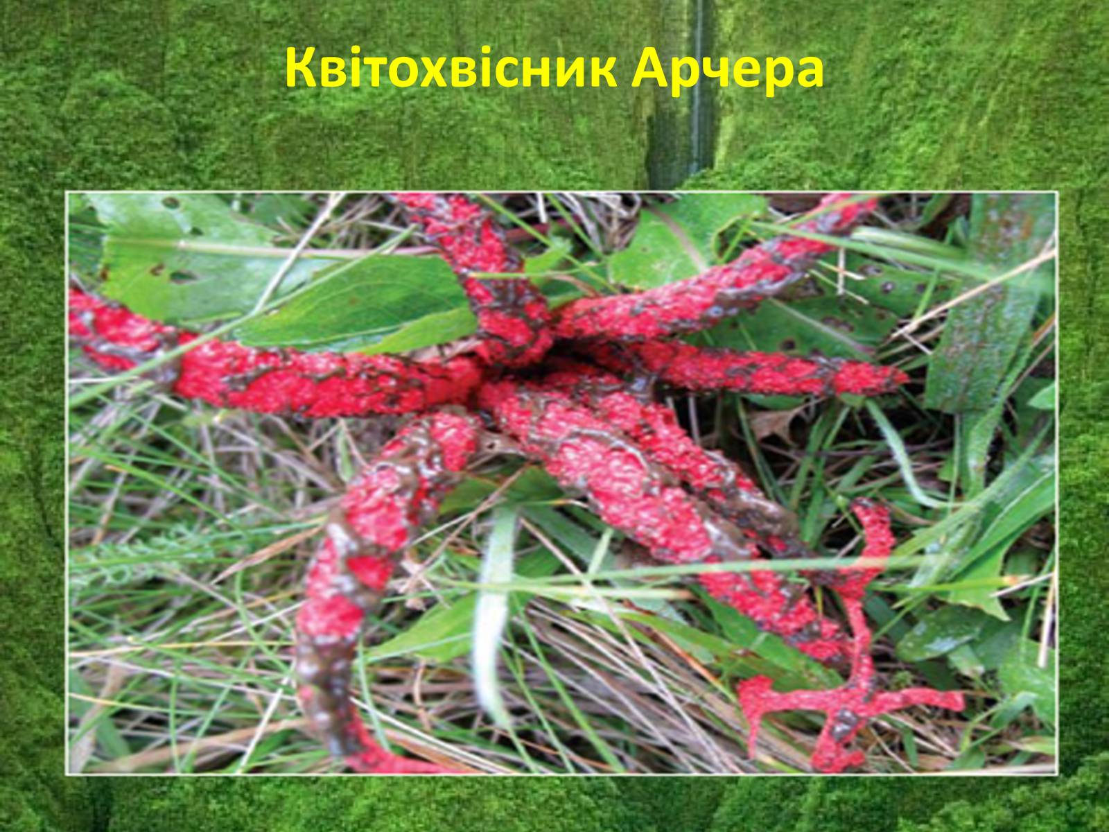 Презентація на тему «Червона книга україни» (варіант 5) - Слайд #13 Презентація на тему «Червона книга україни» (варіант 5) - Слайд #13