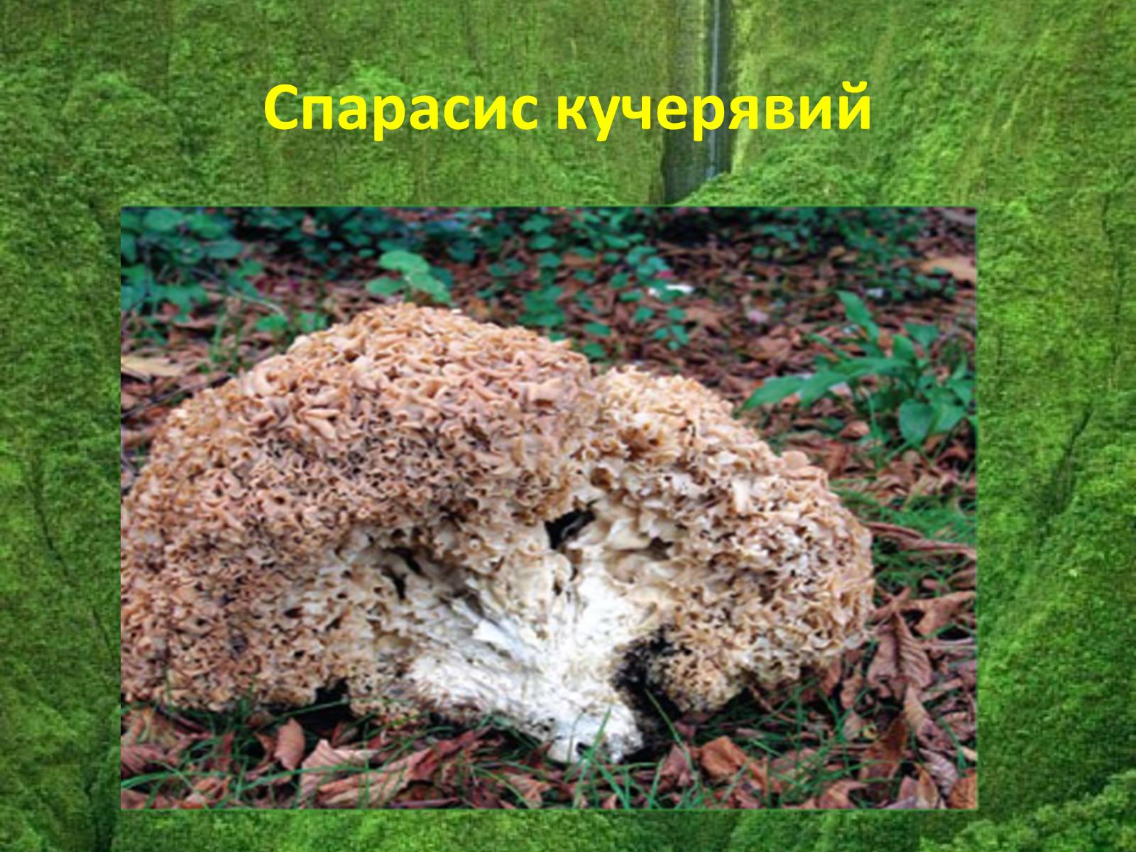 Презентація на тему «Червона книга україни» (варіант 5) - Слайд #14 Презентація на тему «Червона книга україни» (варіант 5) - Слайд #14