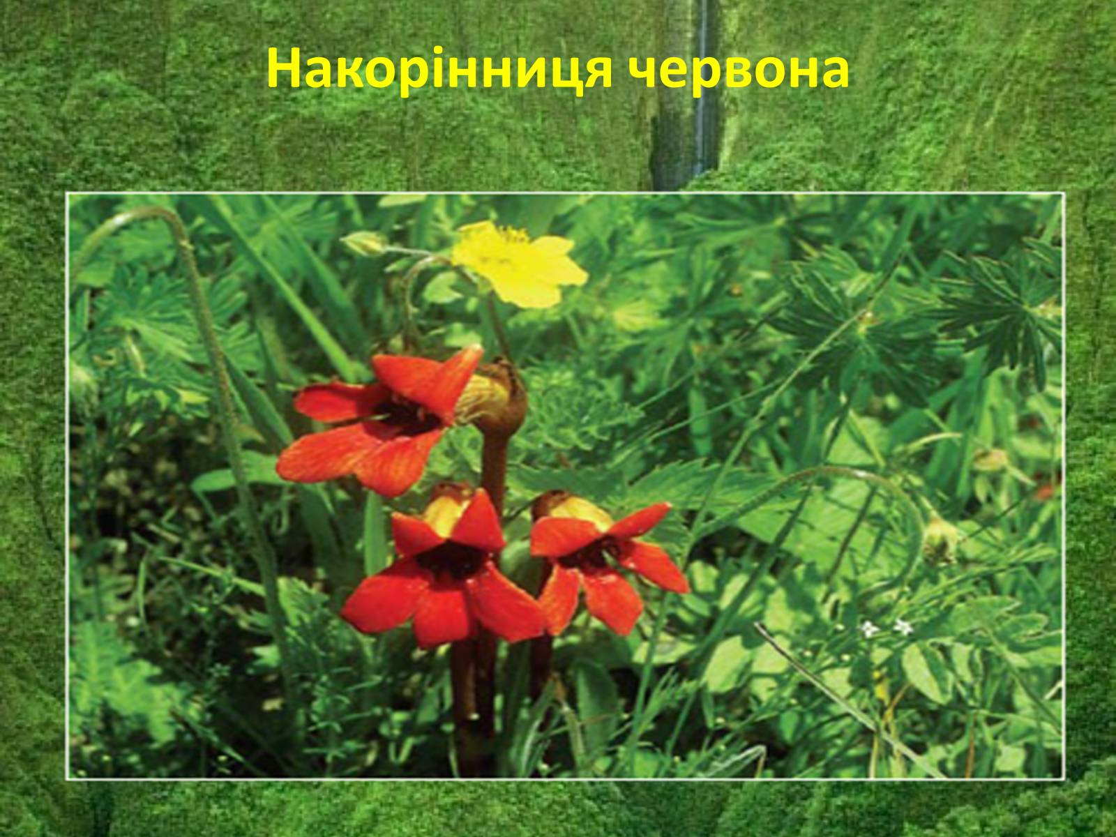 Презентація на тему «Червона книга україни» (варіант 5) - Слайд #15 Презентація на тему «Червона книга україни» (варіант 5) - Слайд #15