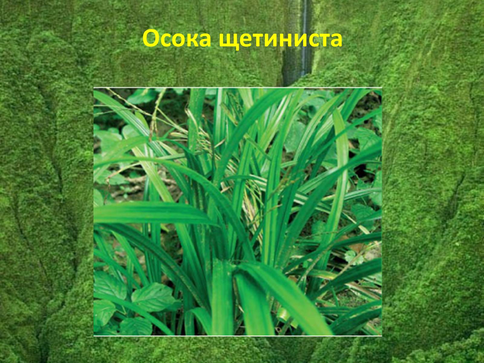 Презентація на тему «Червона книга україни» (варіант 5) - Слайд #16 Презентація на тему «Червона книга україни» (варіант 5) - Слайд #16