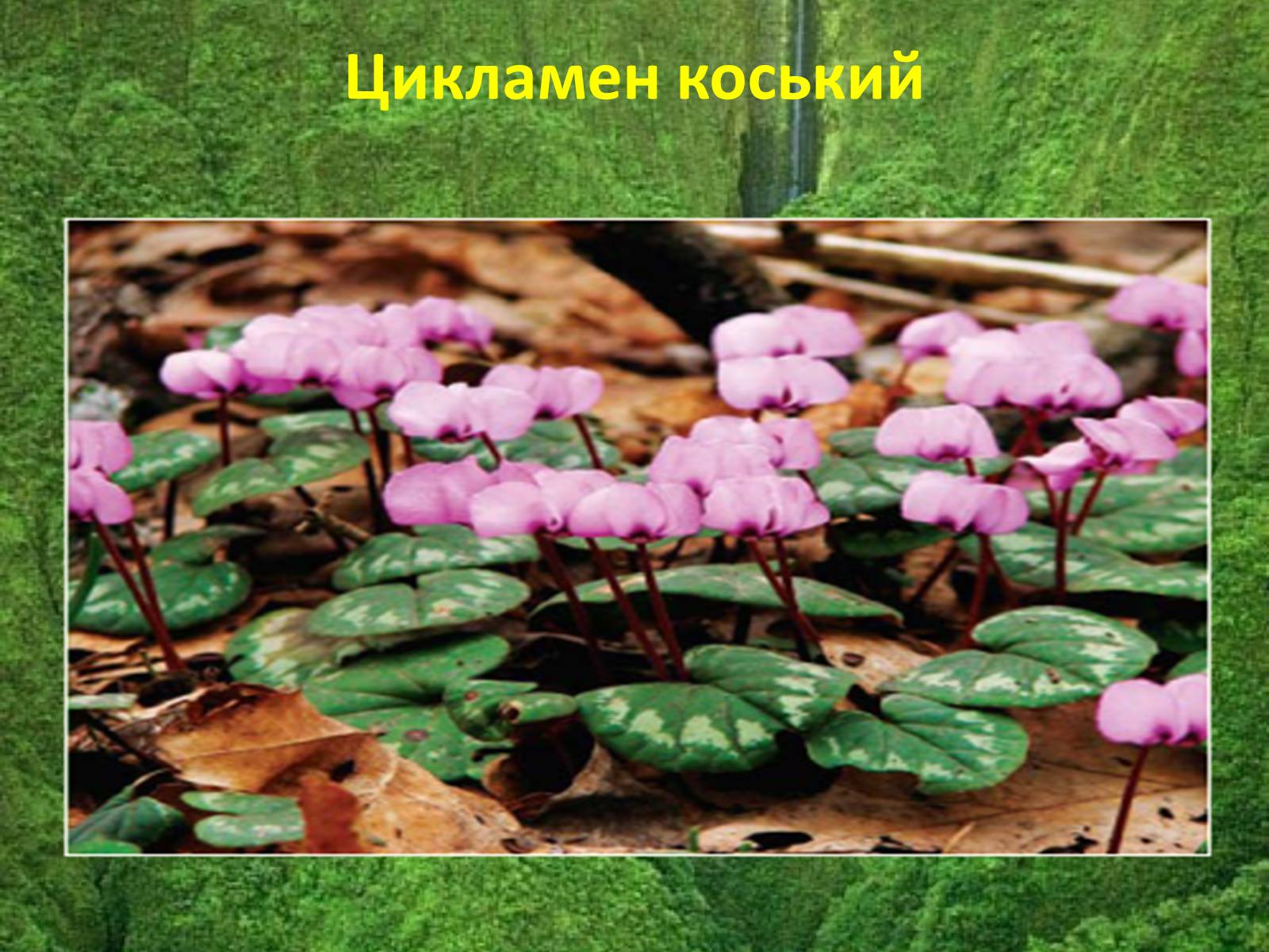 Презентація на тему «Червона книга україни» (варіант 5) - Слайд #17 Презентація на тему «Червона книга україни» (варіант 5) - Слайд #17