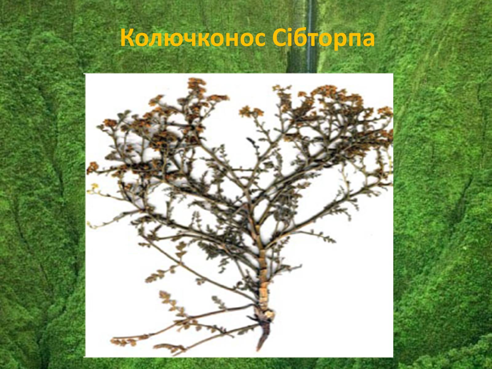 Презентація на тему «Червона книга україни» (варіант 5) - Слайд #8 Презентація на тему «Червона книга україни» (варіант 5) - Слайд #8