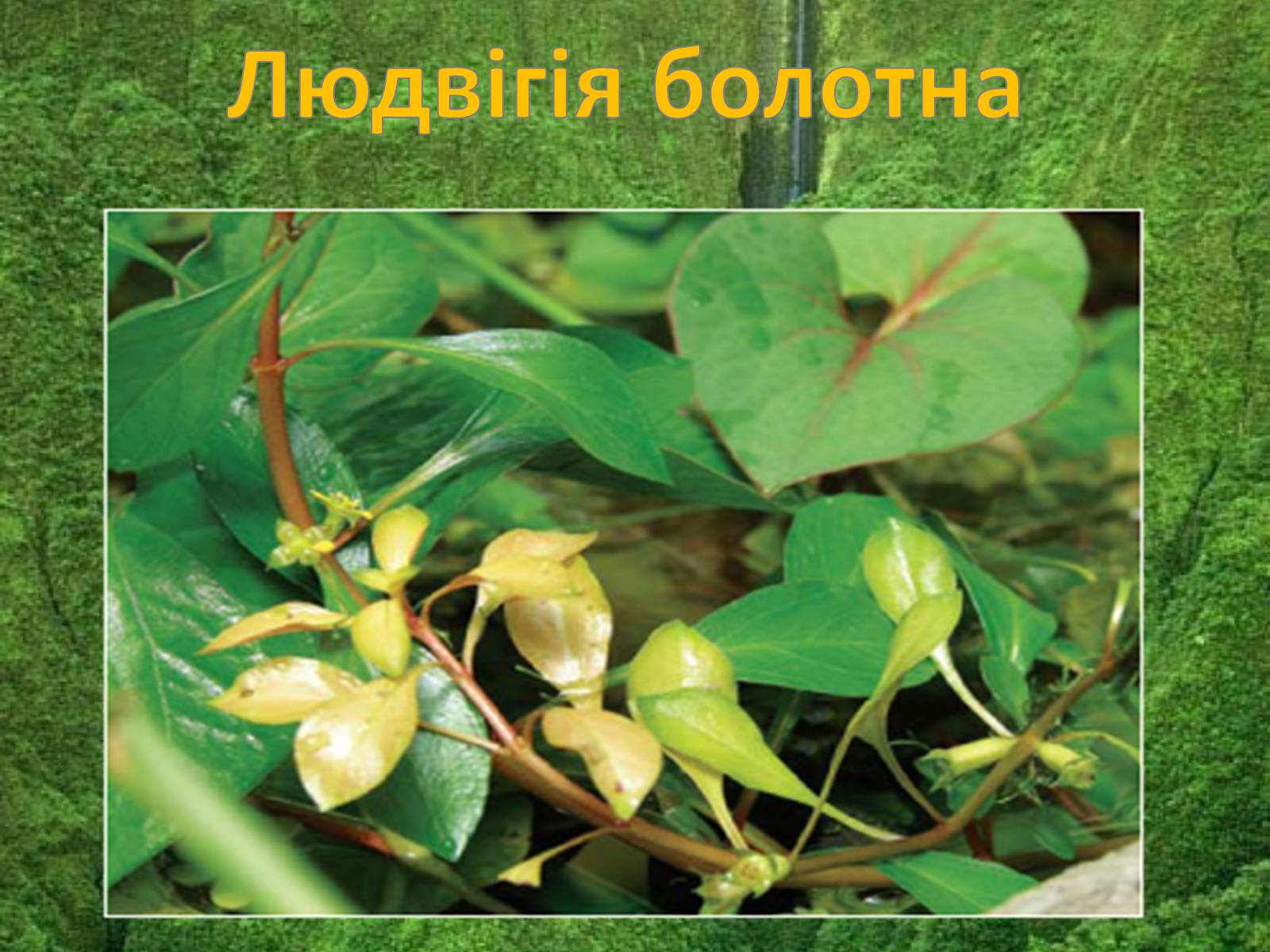 Презентація на тему «Червона книга україни» (варіант 5) - Слайд #9 Презентація на тему «Червона книга україни» (варіант 5) - Слайд #9