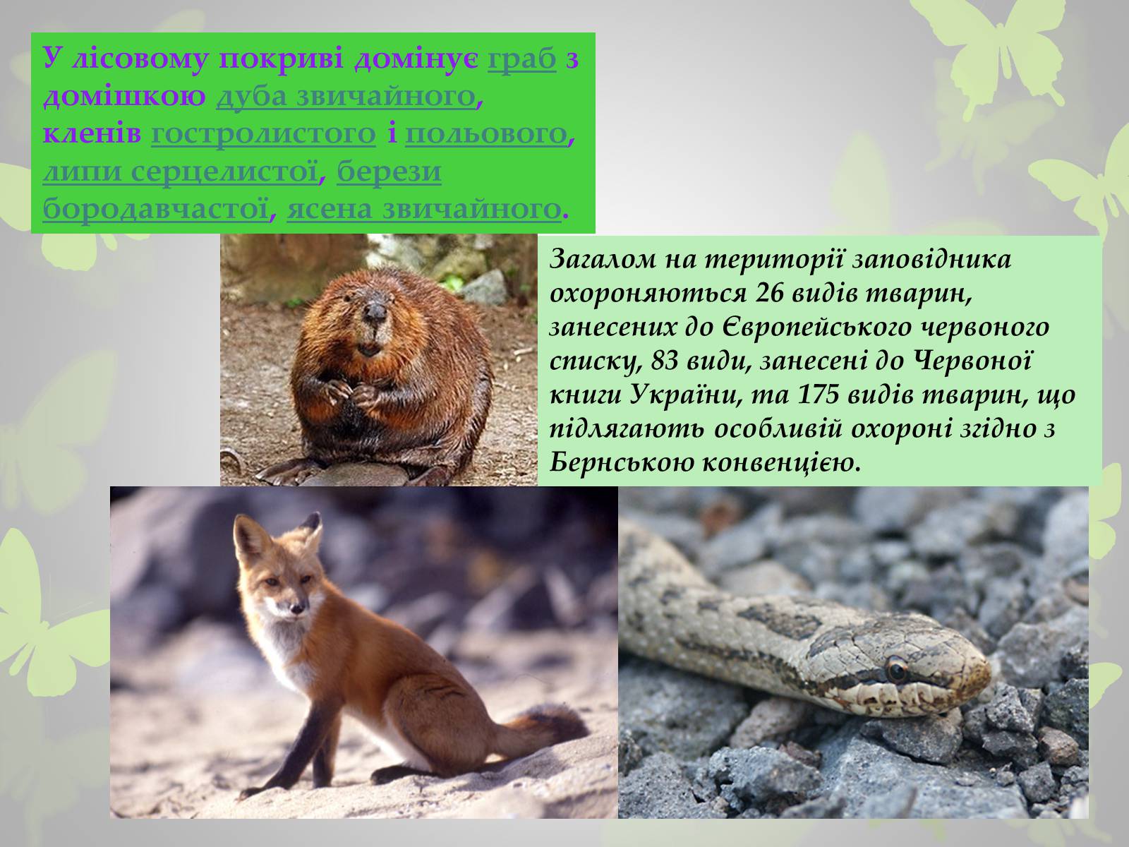 Презентація на тему «Природні заповідники України» (варіант 3) - Слайд #12 Презентація на тему «Природні заповідники України» (варіант 3) - Слайд #12