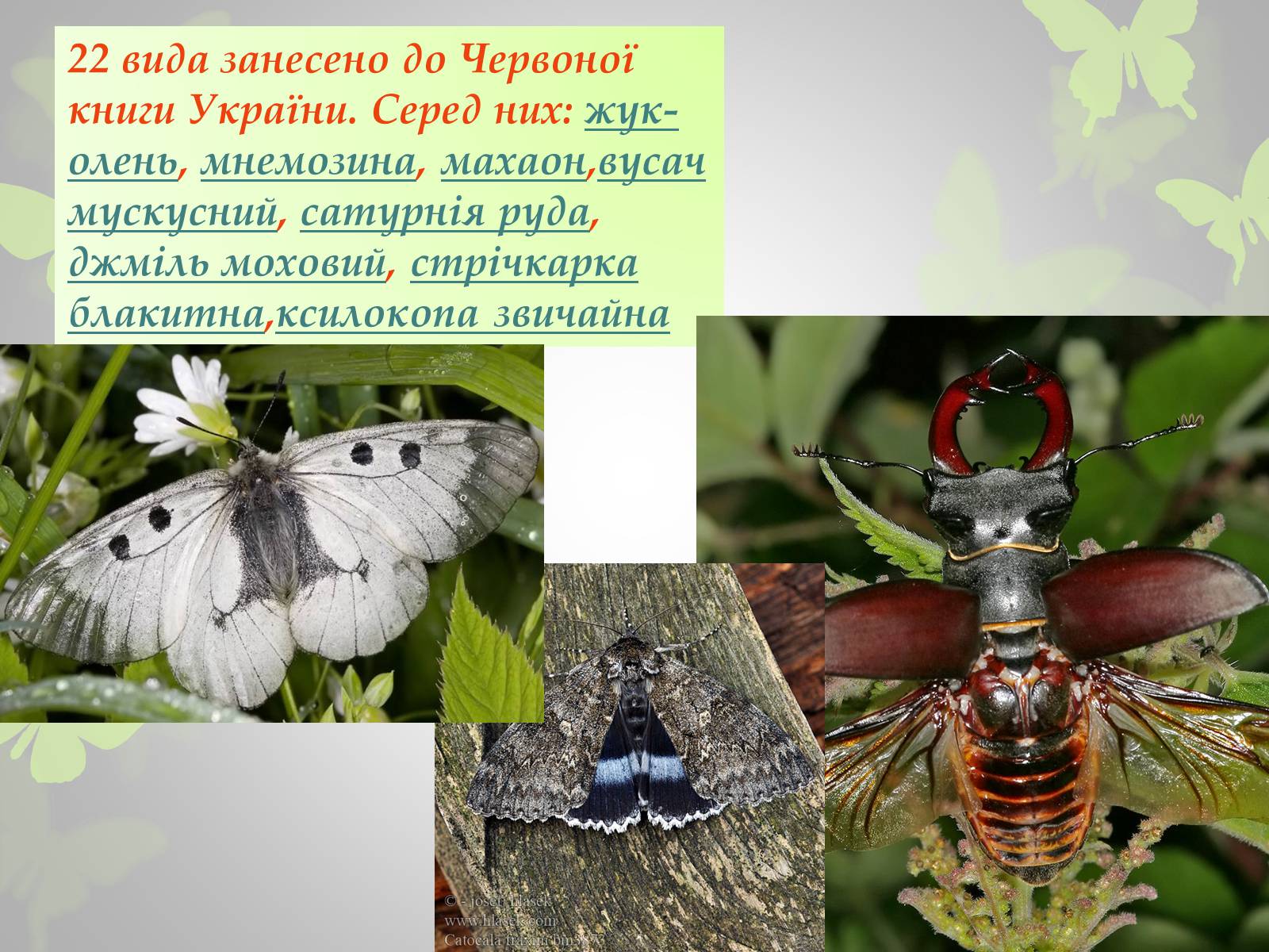 Презентація на тему «Природні заповідники України» (варіант 3) - Слайд #8 Презентація на тему «Природні заповідники України» (варіант 3) - Слайд #8