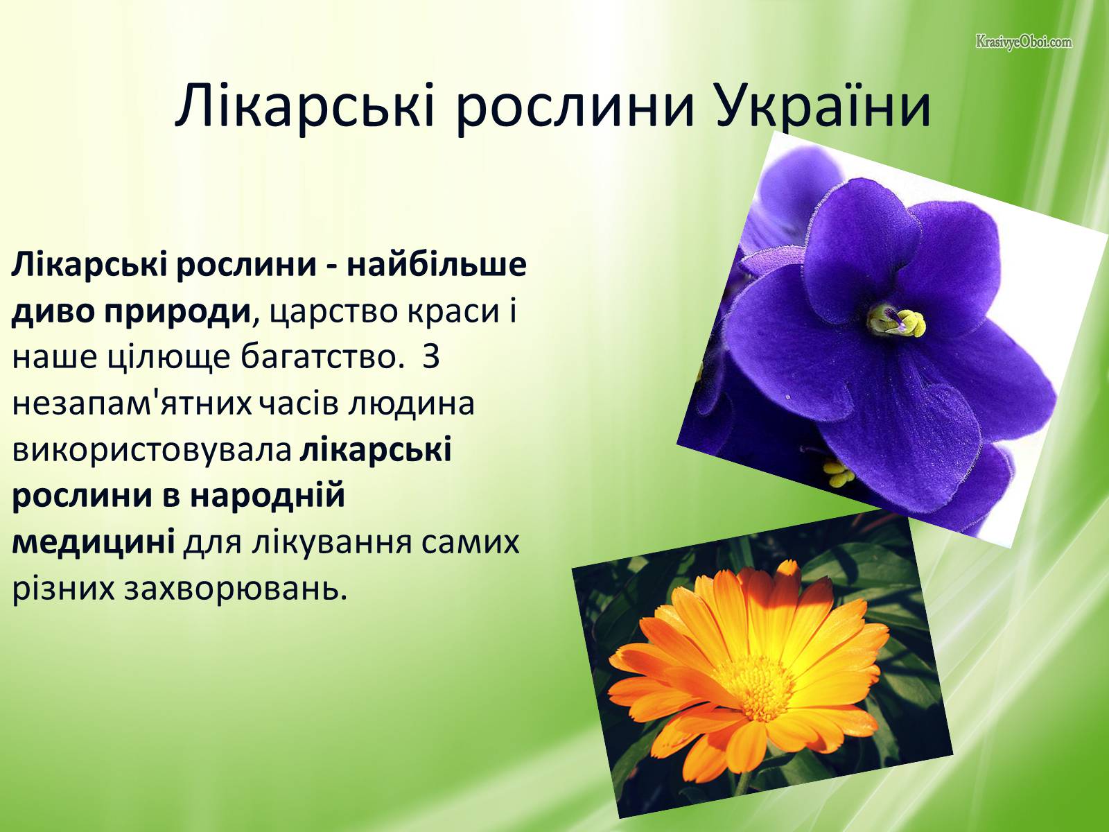 Презентація на тему «Рослинний світ України» - Слайд #19 Презентація на тему «Рослинний світ України» - Слайд #19