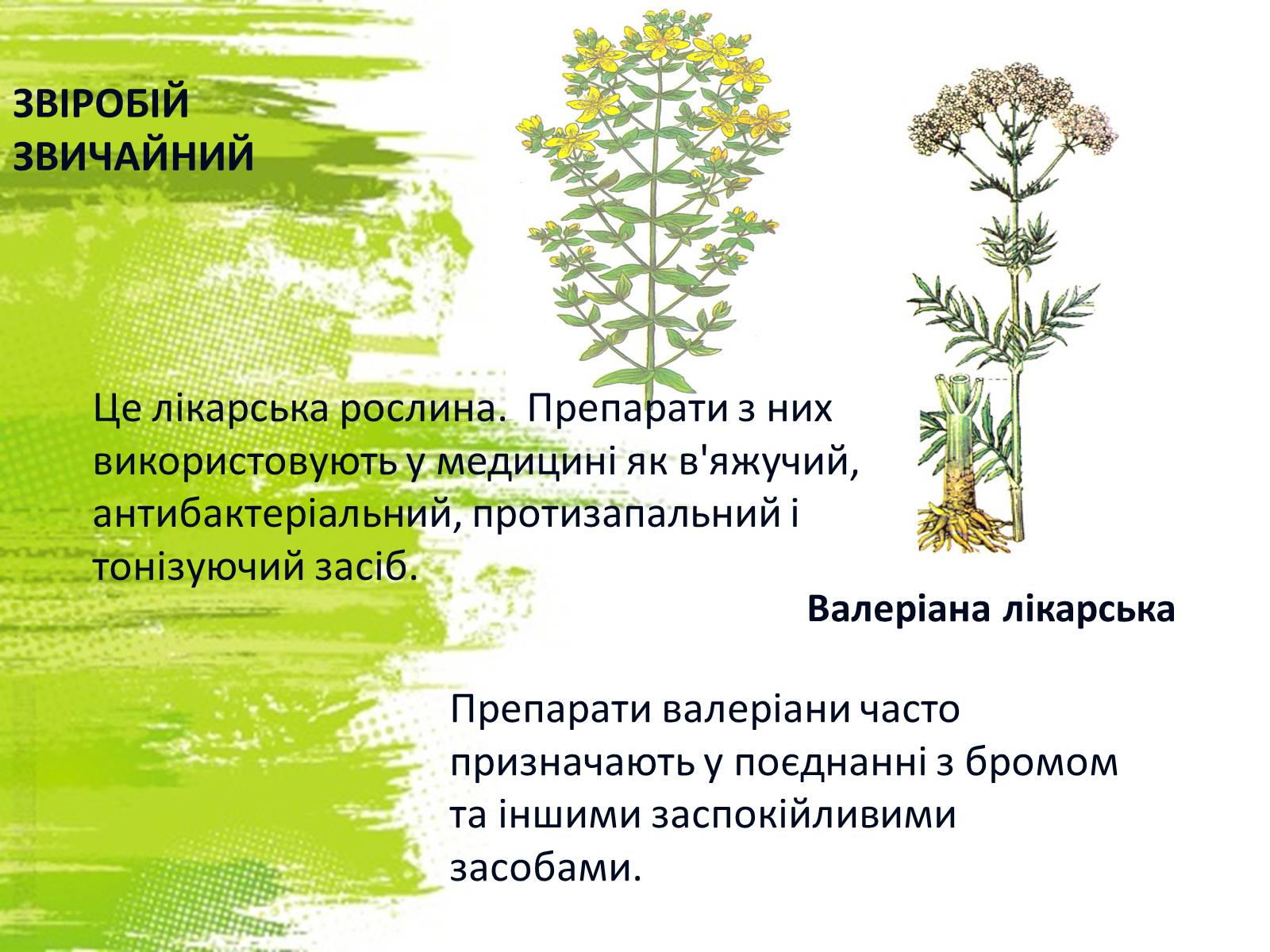 Презентація на тему «Рослинний світ України» - Слайд #20 Презентація на тему «Рослинний світ України» - Слайд #20