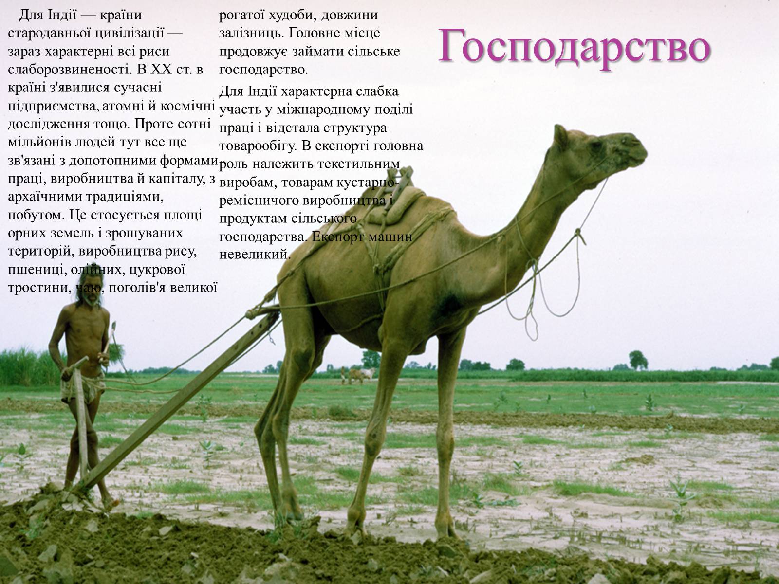 Презентація на тему «Індія» (варіант 12) - Слайд #8 Презентація на тему «Індія» (варіант 12) - Слайд #8