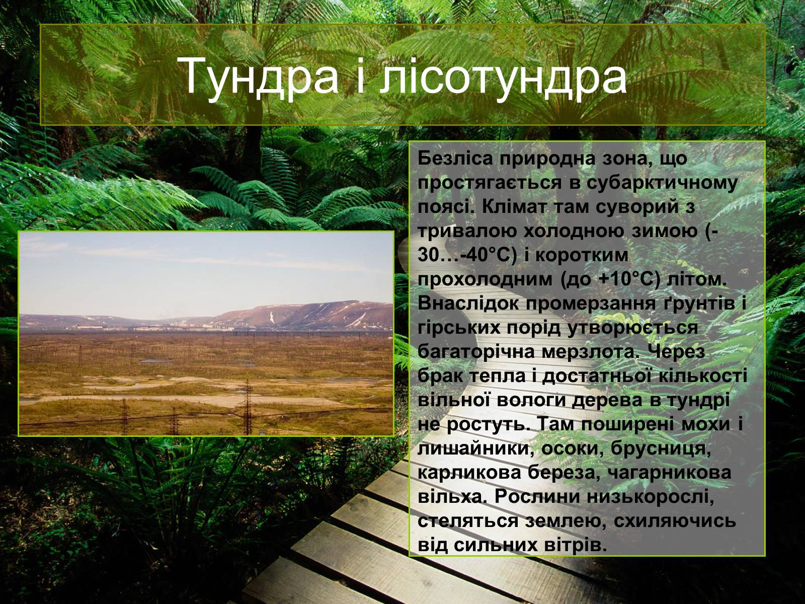 Презентація на тему «Природні зони Євразії» - Слайд #11 Презентація на тему «Природні зони Євразії» - Слайд #11
