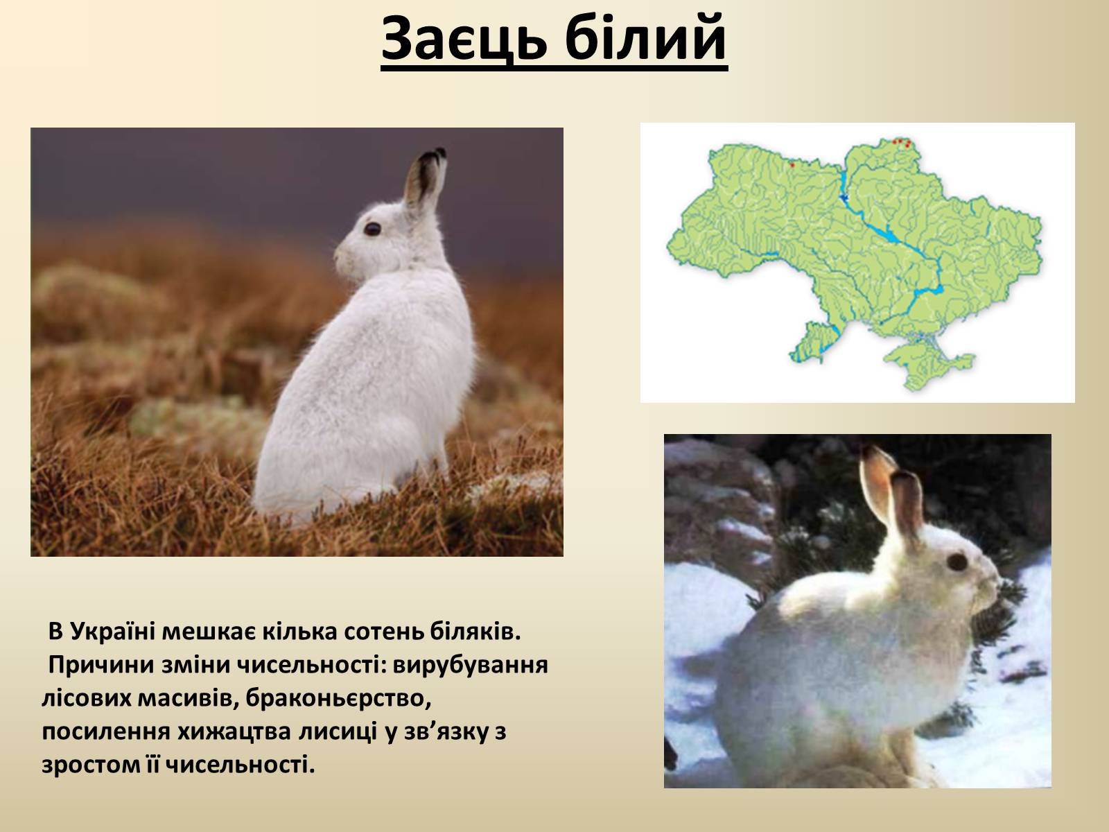 Презентація на тему «Тварини Червоної Книги України» - Слайд #11 Презентація на тему «Тварини Червоної Книги України» - Слайд #11