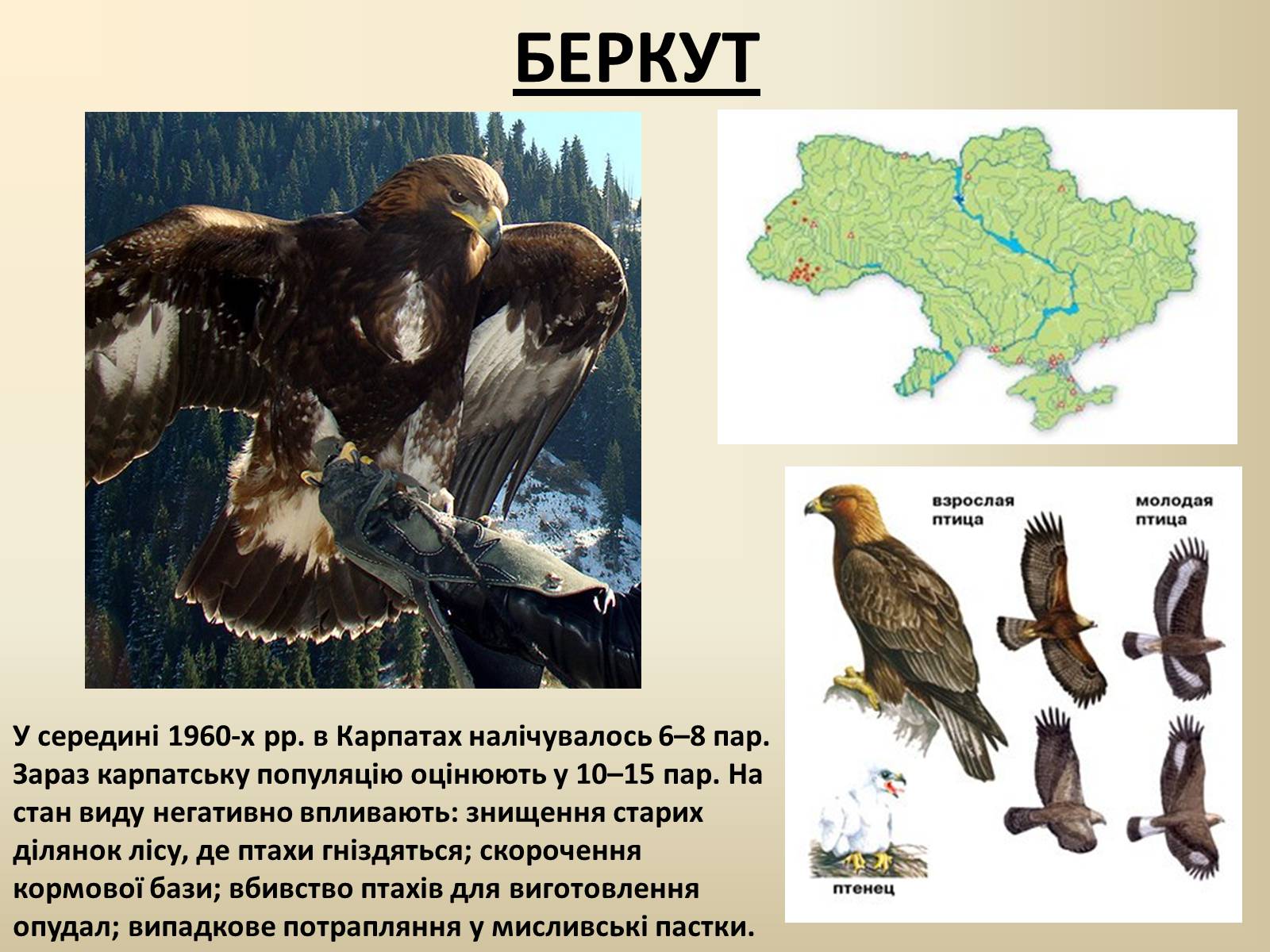 Презентація на тему «Тварини Червоної Книги України» - Слайд #2 Презентація на тему «Тварини Червоної Книги України» - Слайд #2