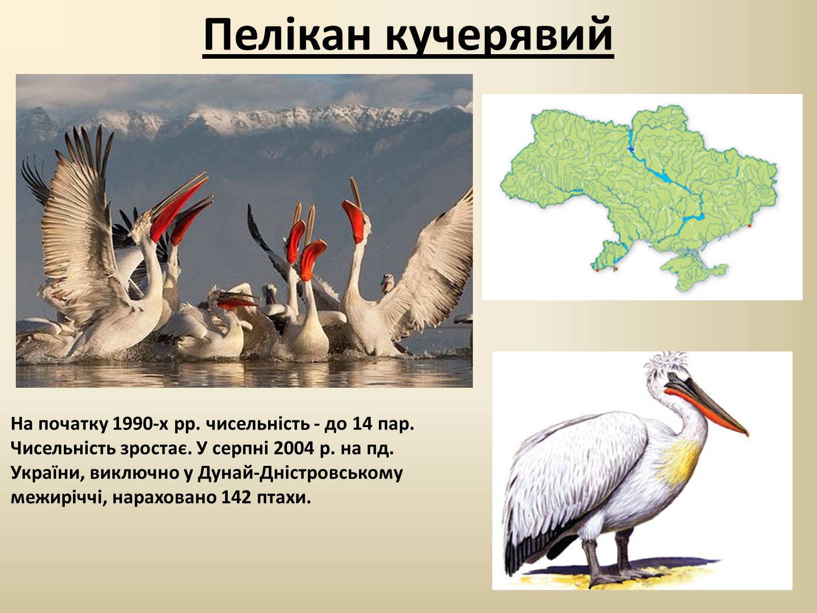 Презентація на тему «Тварини Червоної Книги України» - Слайд #23 Презентація на тему «Тварини Червоної Книги України» - Слайд #23