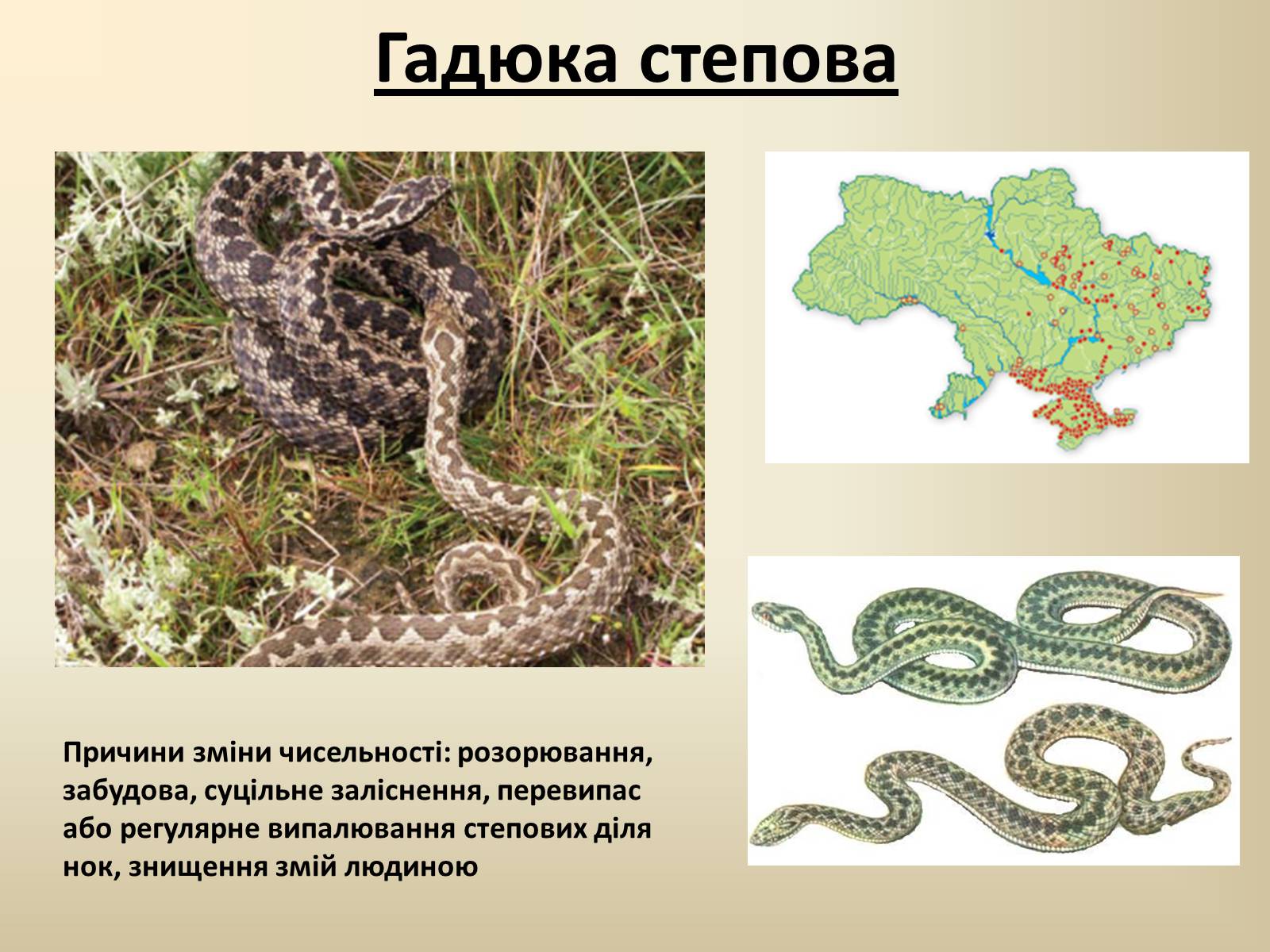Презентація на тему «Тварини Червоної Книги України» - Слайд #3 Презентація на тему «Тварини Червоної Книги України» - Слайд #3