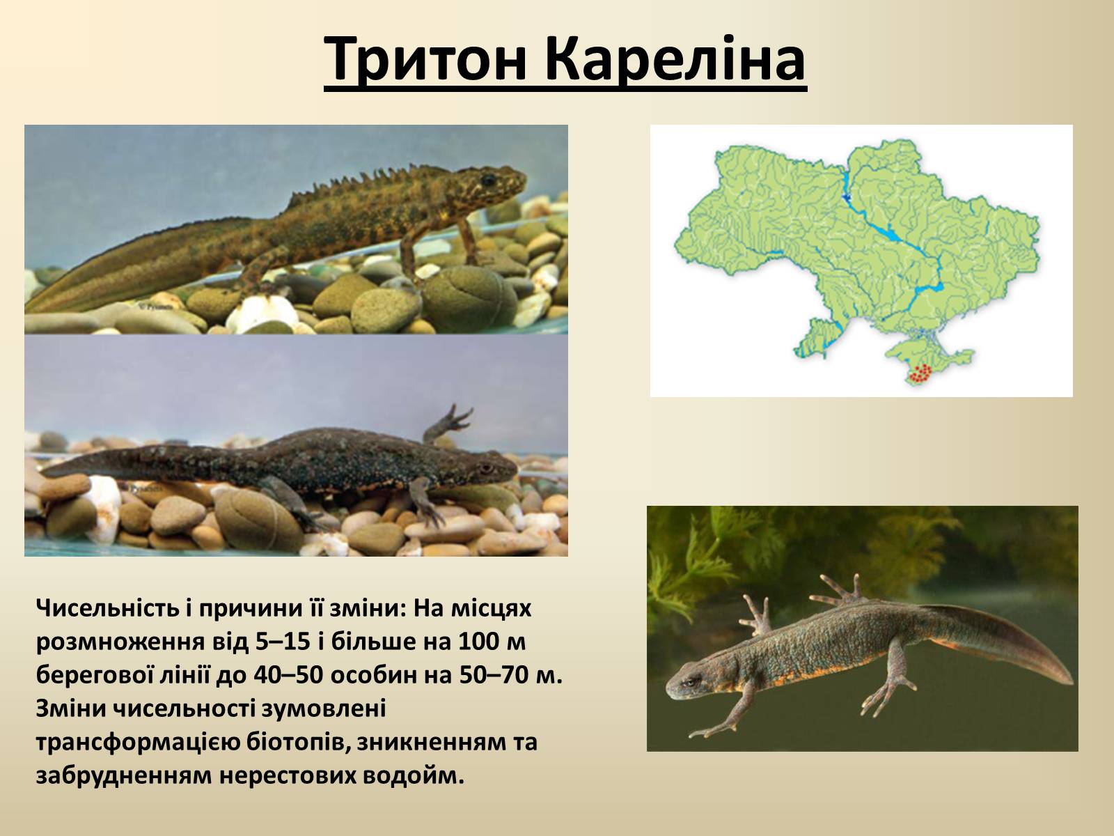 Презентація на тему «Тварини Червоної Книги України» - Слайд #4 Презентація на тему «Тварини Червоної Книги України» - Слайд #4