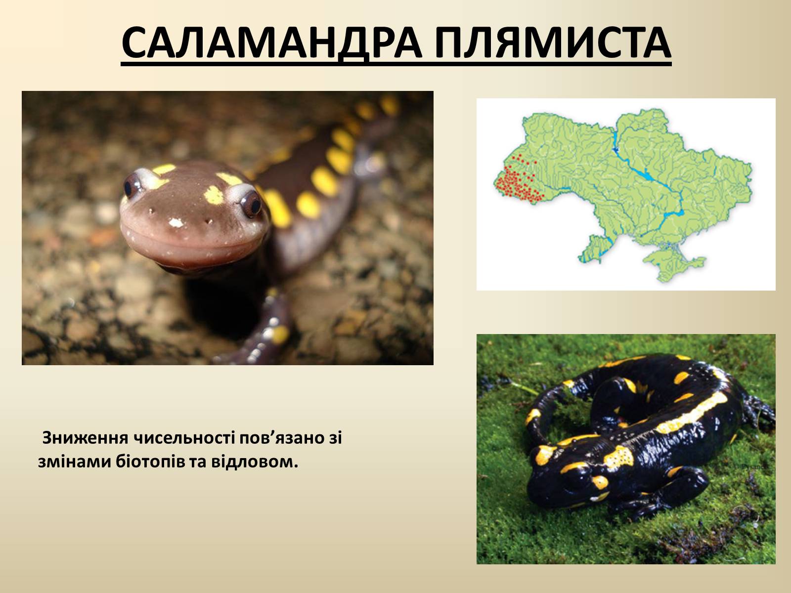 Презентація на тему «Тварини Червоної Книги України» - Слайд #5 Презентація на тему «Тварини Червоної Книги України» - Слайд #5