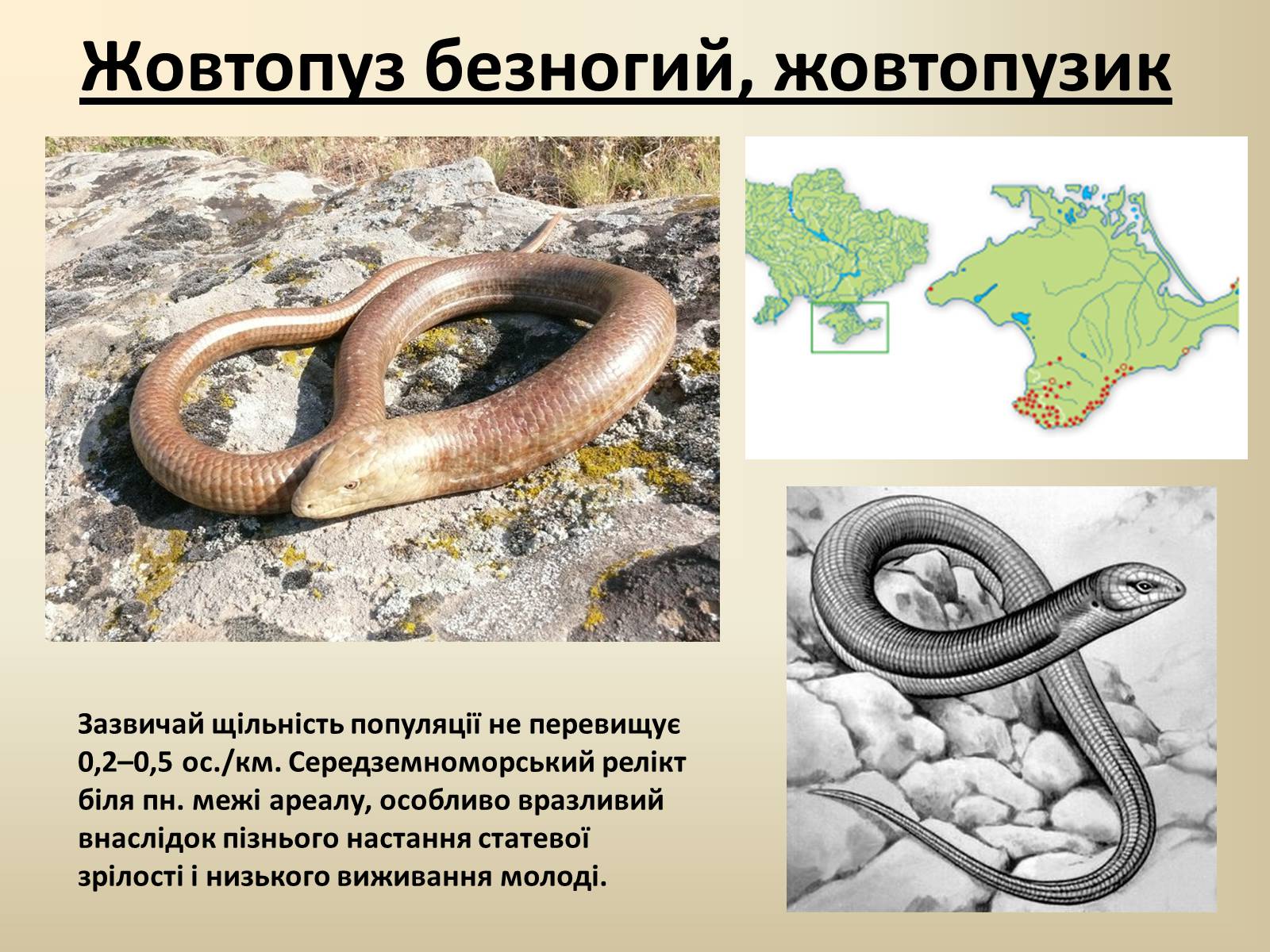 Презентація на тему «Тварини Червоної Книги України» - Слайд #6 Презентація на тему «Тварини Червоної Книги України» - Слайд #6