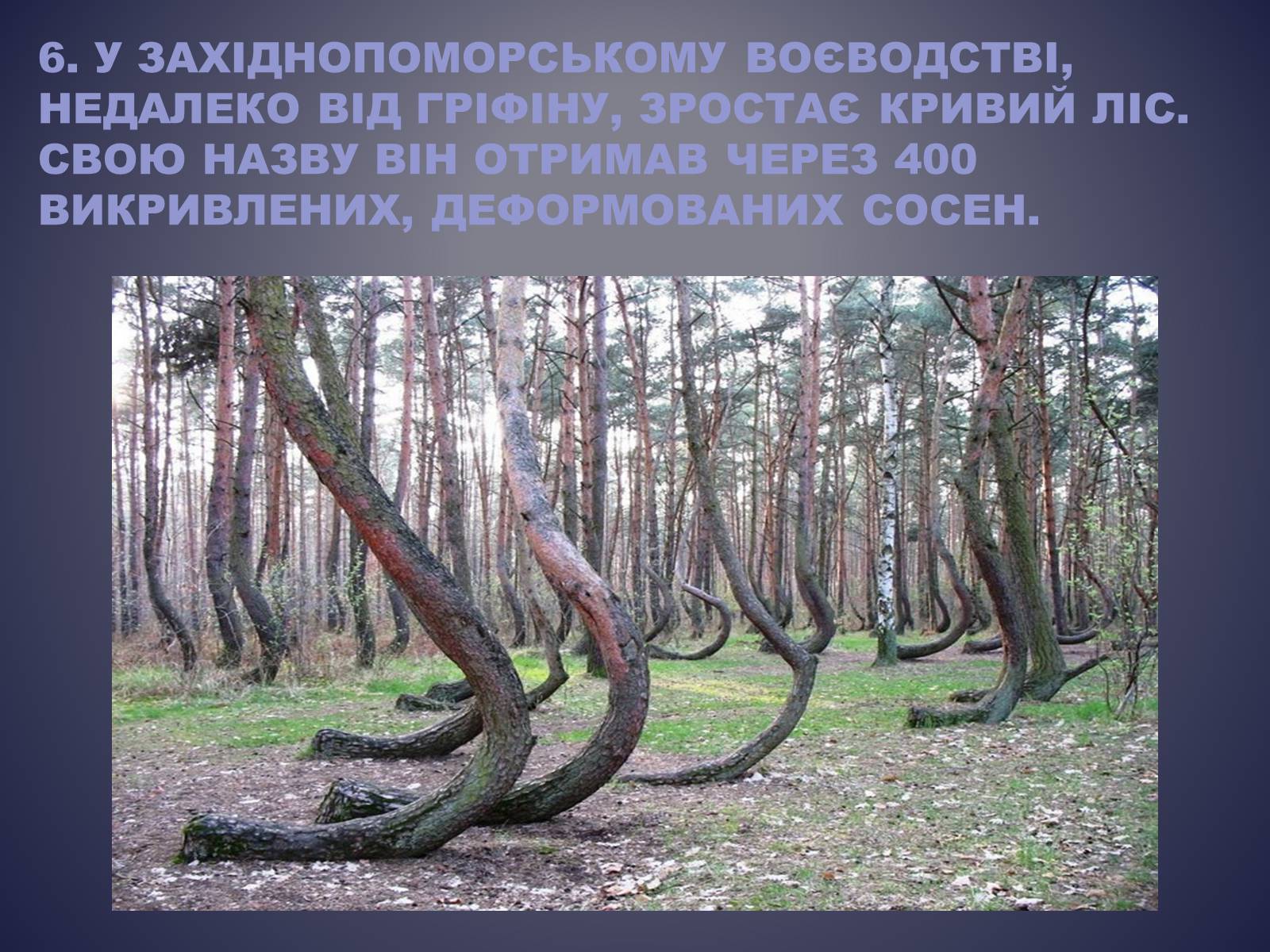 Презентація на тему «Польща» (варіант 13) - Слайд #21 Презентація на тему «Польща» (варіант 13) - Слайд #21