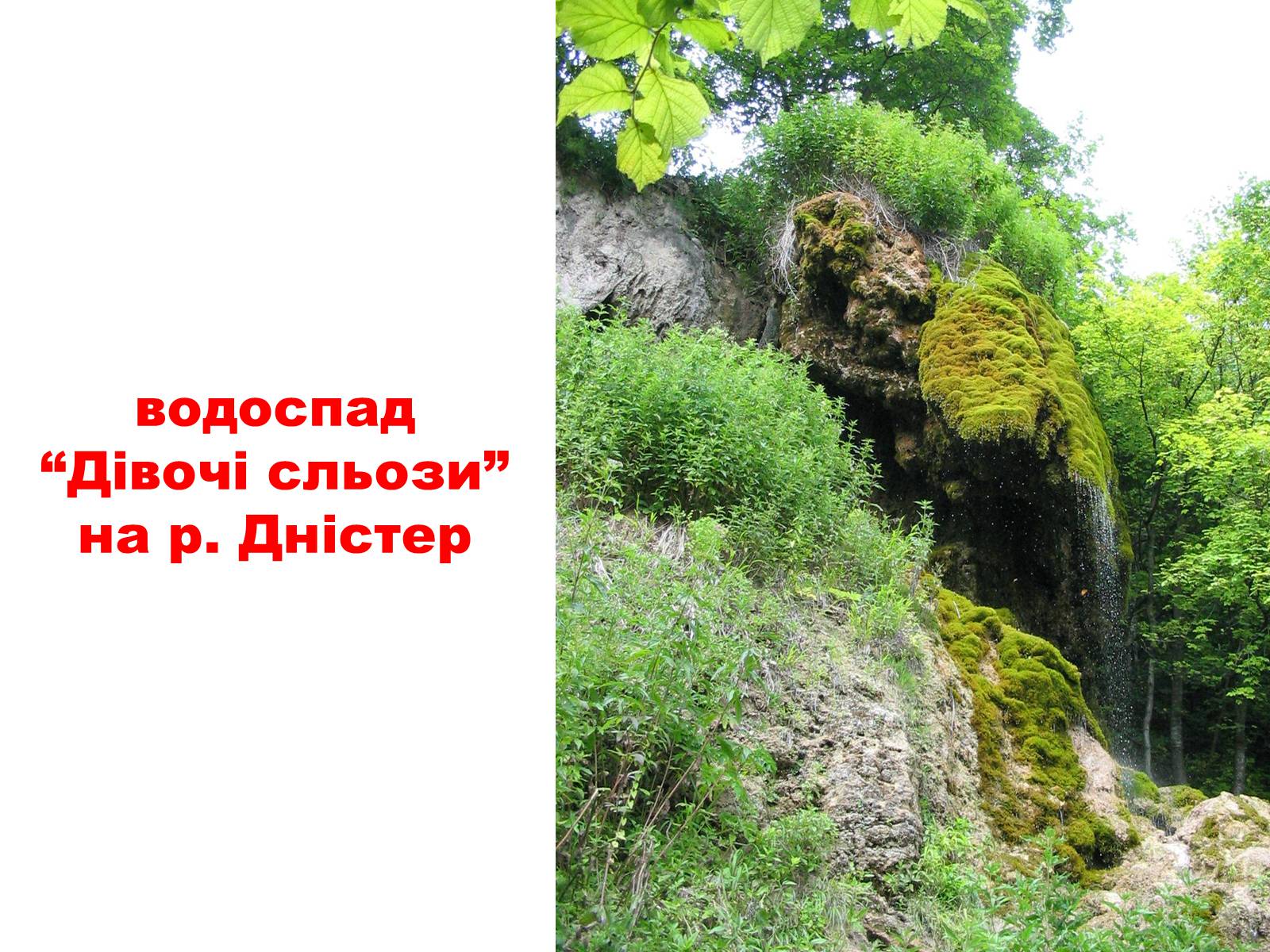 Презентація на тему «Природа України» - Слайд #15 Презентація на тему «Природа України» - Слайд #15