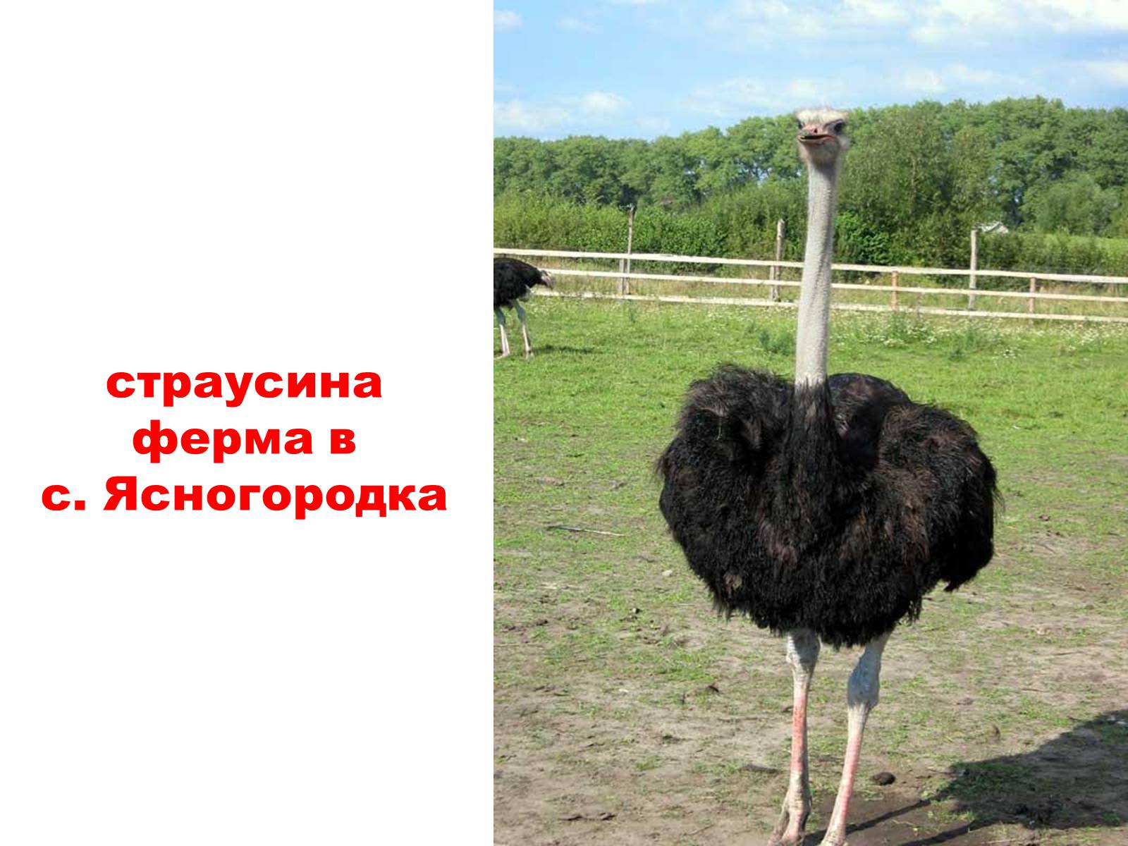 Презентація на тему «Природа України» - Слайд #20 Презентація на тему «Природа України» - Слайд #20