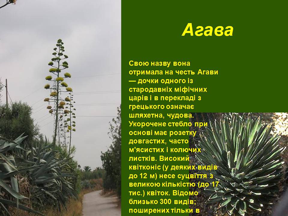 Презентація на тему «Південна Америка» (варіант 3) - Слайд #14 Презентація на тему «Південна Америка» (варіант 3) - Слайд #14