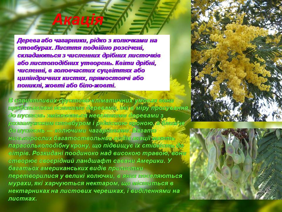 Презентація на тему «Південна Америка» (варіант 3) - Слайд #17 Презентація на тему «Південна Америка» (варіант 3) - Слайд #17