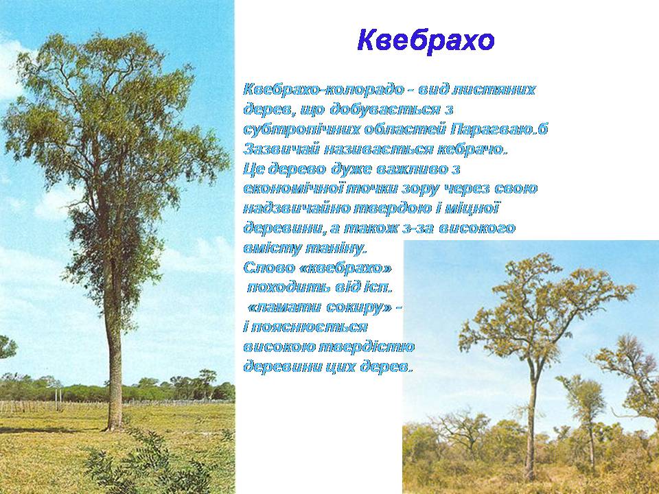 Презентація на тему «Південна Америка» (варіант 3) - Слайд #19 Презентація на тему «Південна Америка» (варіант 3) - Слайд #19