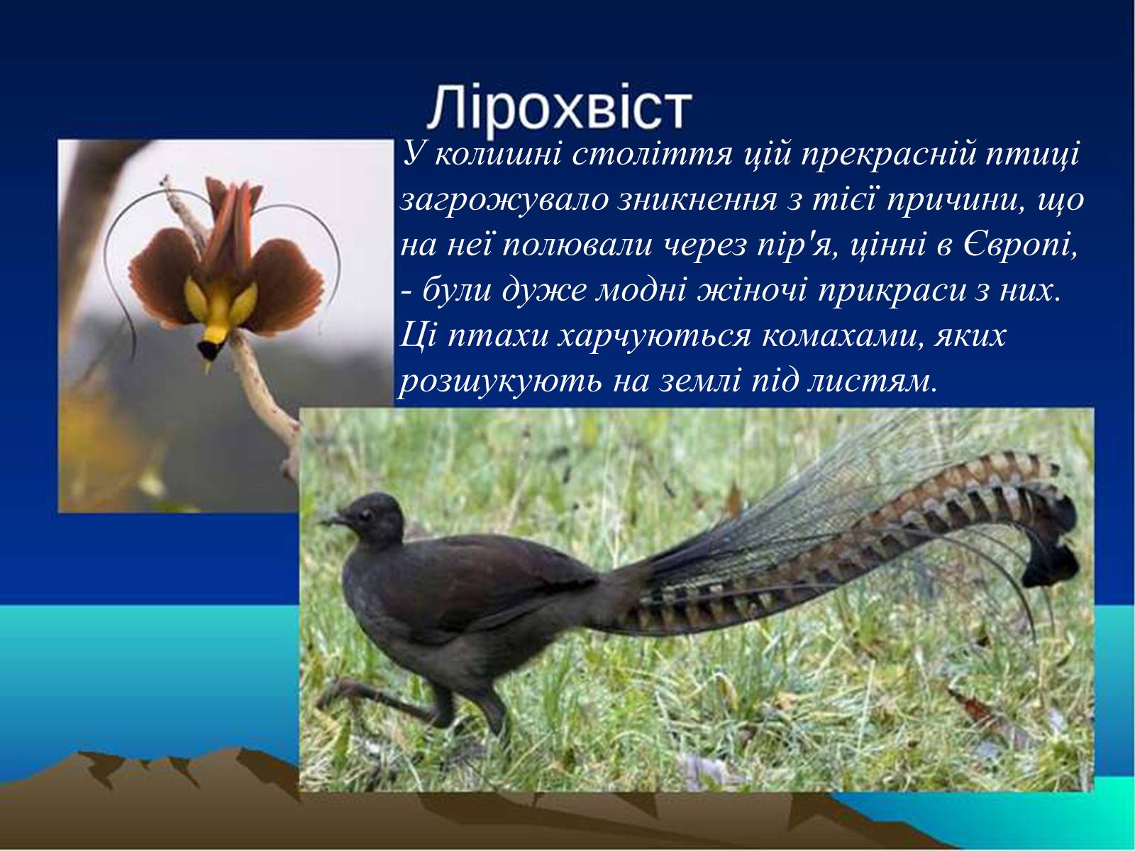 Презентація на тему «Тваринний світ Австралії» - Слайд #17 Презентація на тему «Тваринний світ Австралії» - Слайд #17