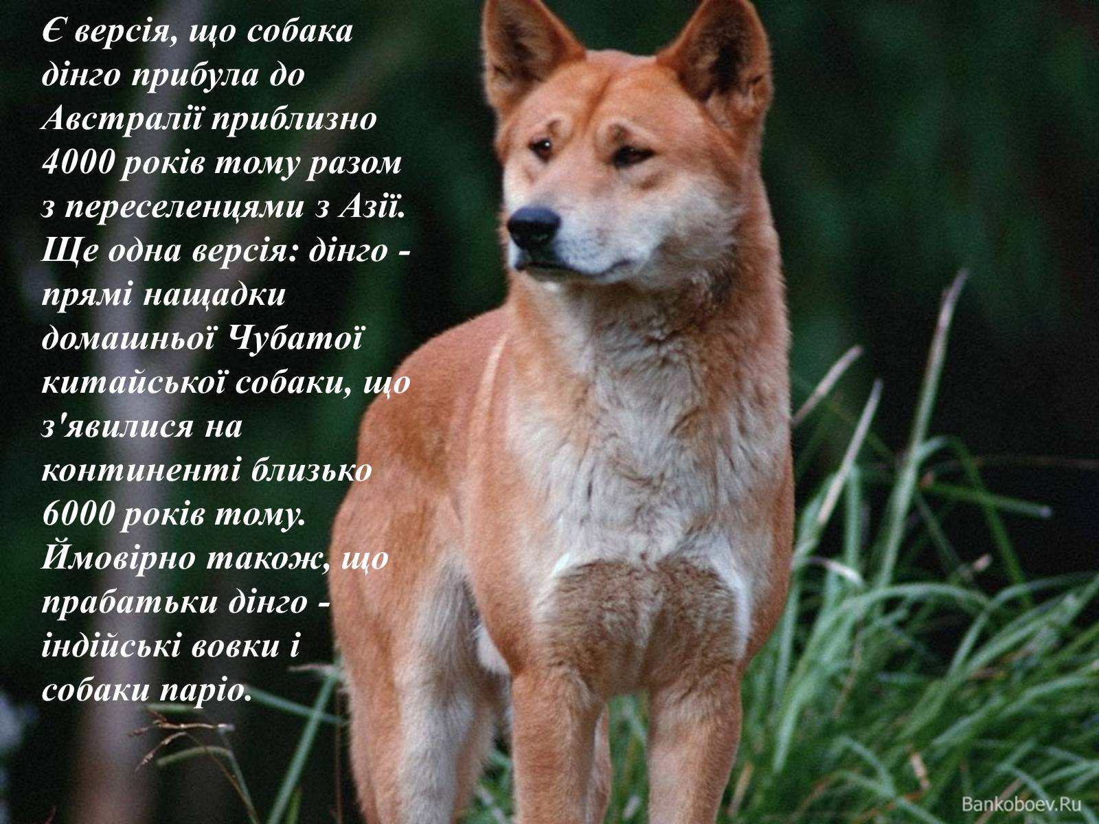 Презентація на тему «Тваринний світ Австралії» - Слайд #25 Презентація на тему «Тваринний світ Австралії» - Слайд #25