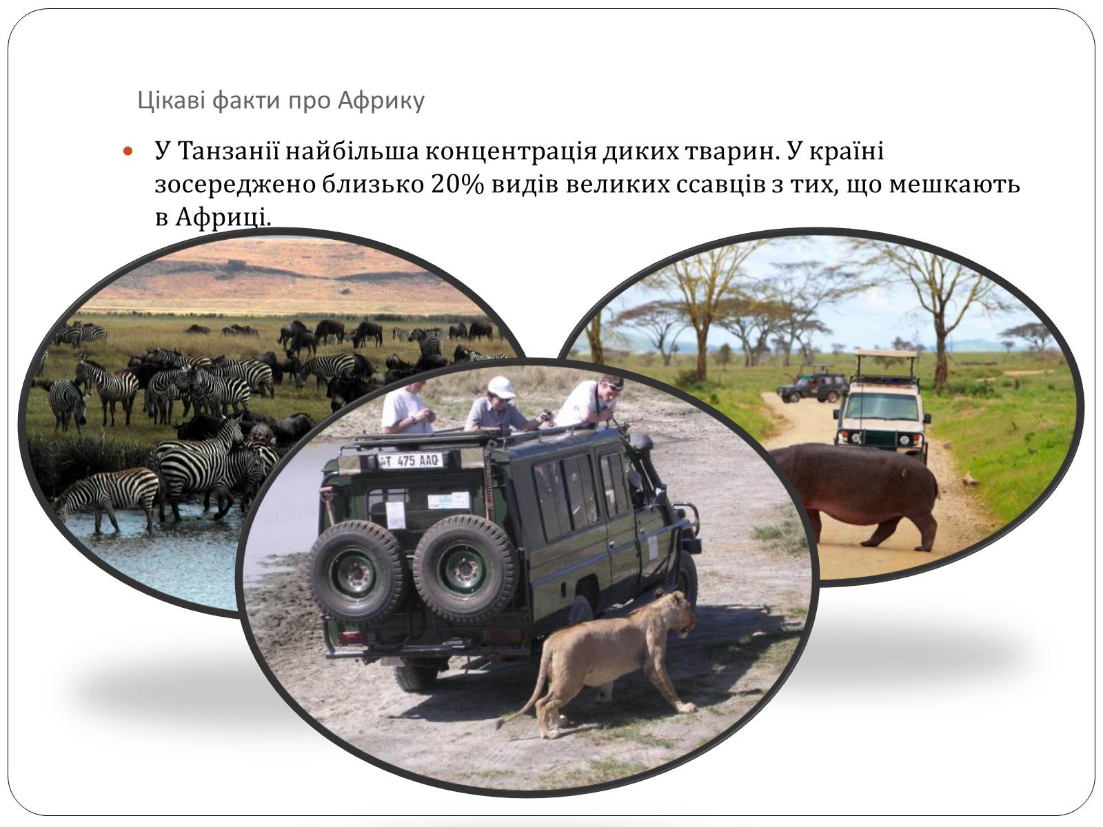 Презентація на тему «Цікаві факти про Африку» - Слайд #7