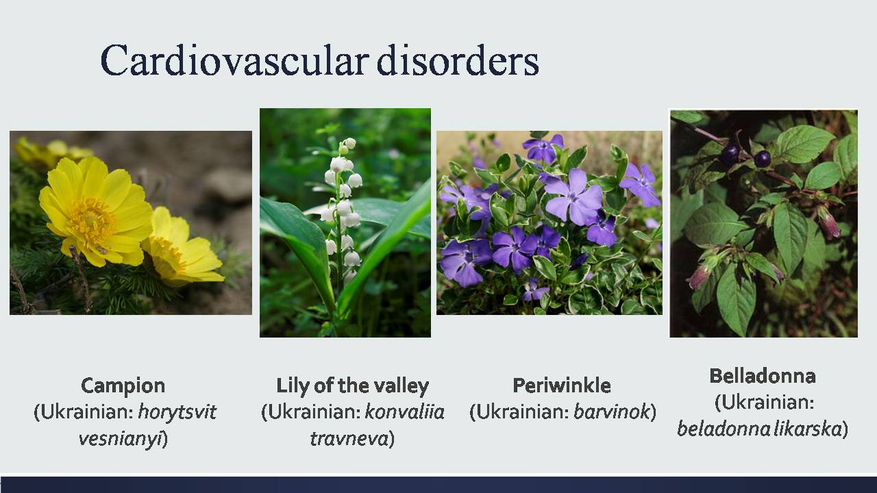 Презентація на тему «Medicinal plants of Ukraine» - Слайд #4