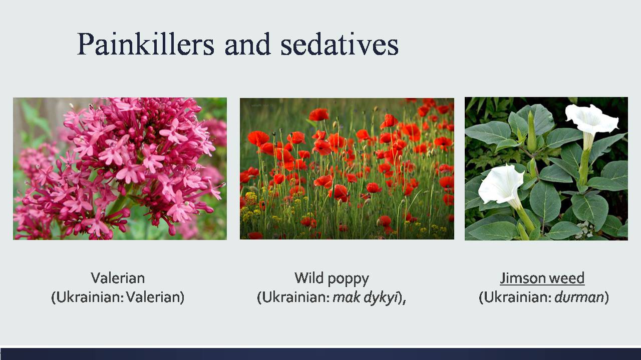 Презентація на тему «Medicinal plants of Ukraine» - Слайд #5
