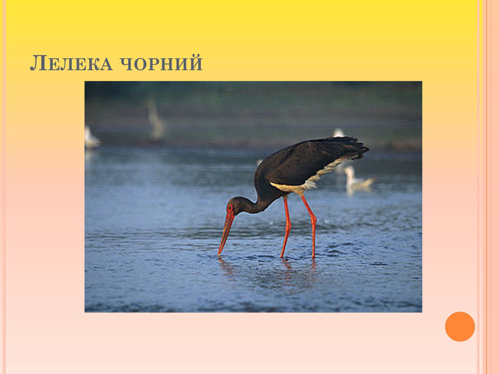 Презентація на тему «Канівський природний заповідник» - Слайд #19 Презентація на тему «Канівський природний заповідник» - Слайд #19