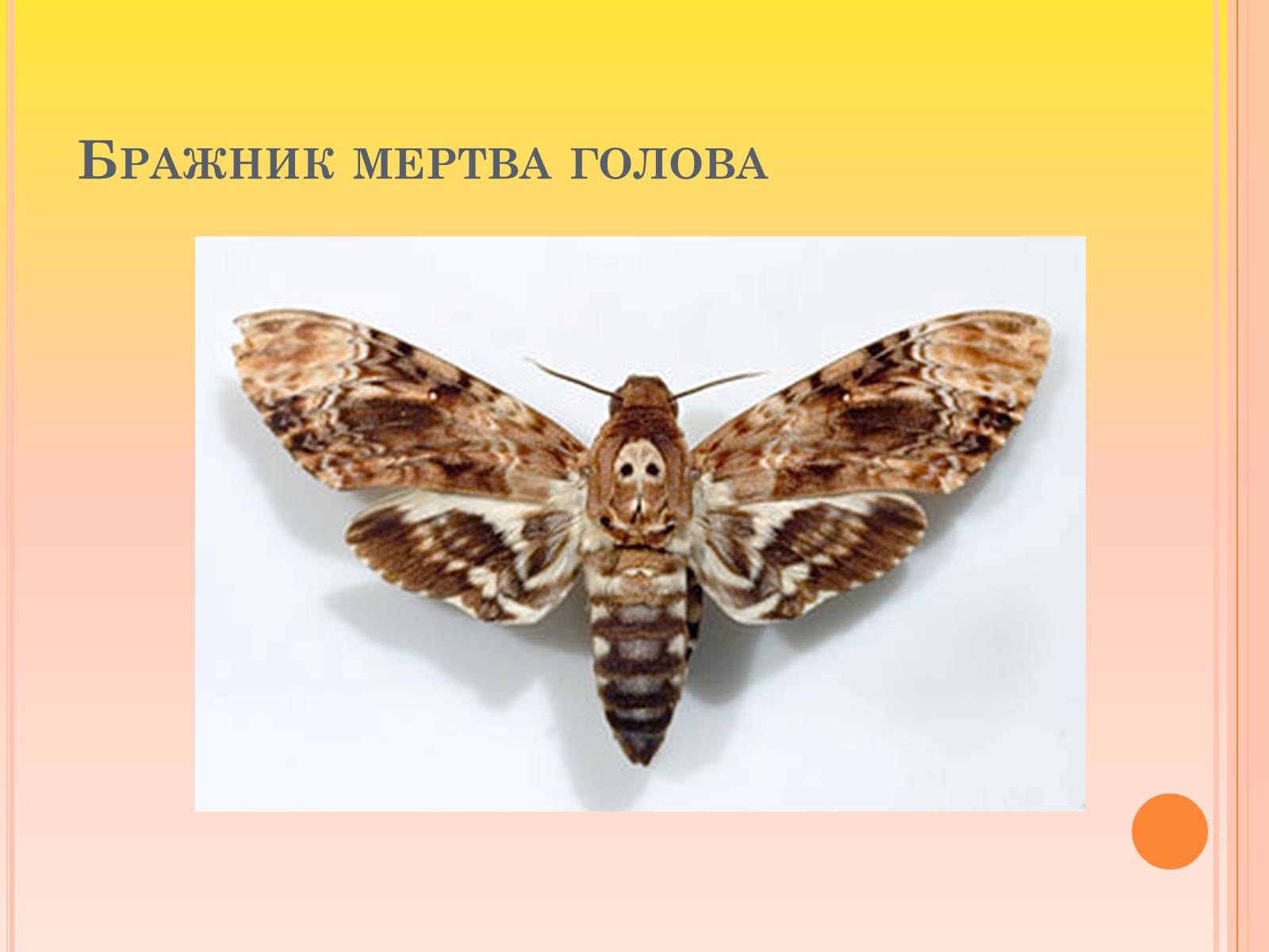 Презентація на тему «Канівський природний заповідник» - Слайд #20 Презентація на тему «Канівський природний заповідник» - Слайд #20