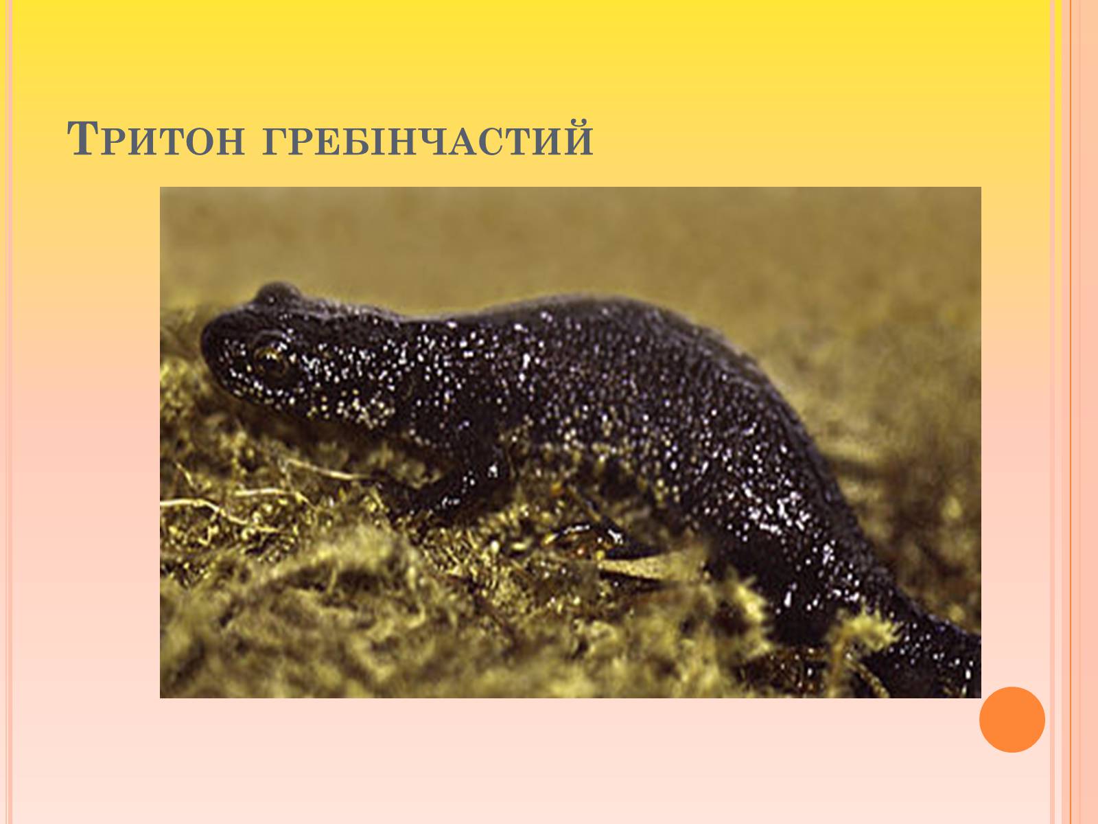 Презентація на тему «Канівський природний заповідник» - Слайд #23 Презентація на тему «Канівський природний заповідник» - Слайд #23