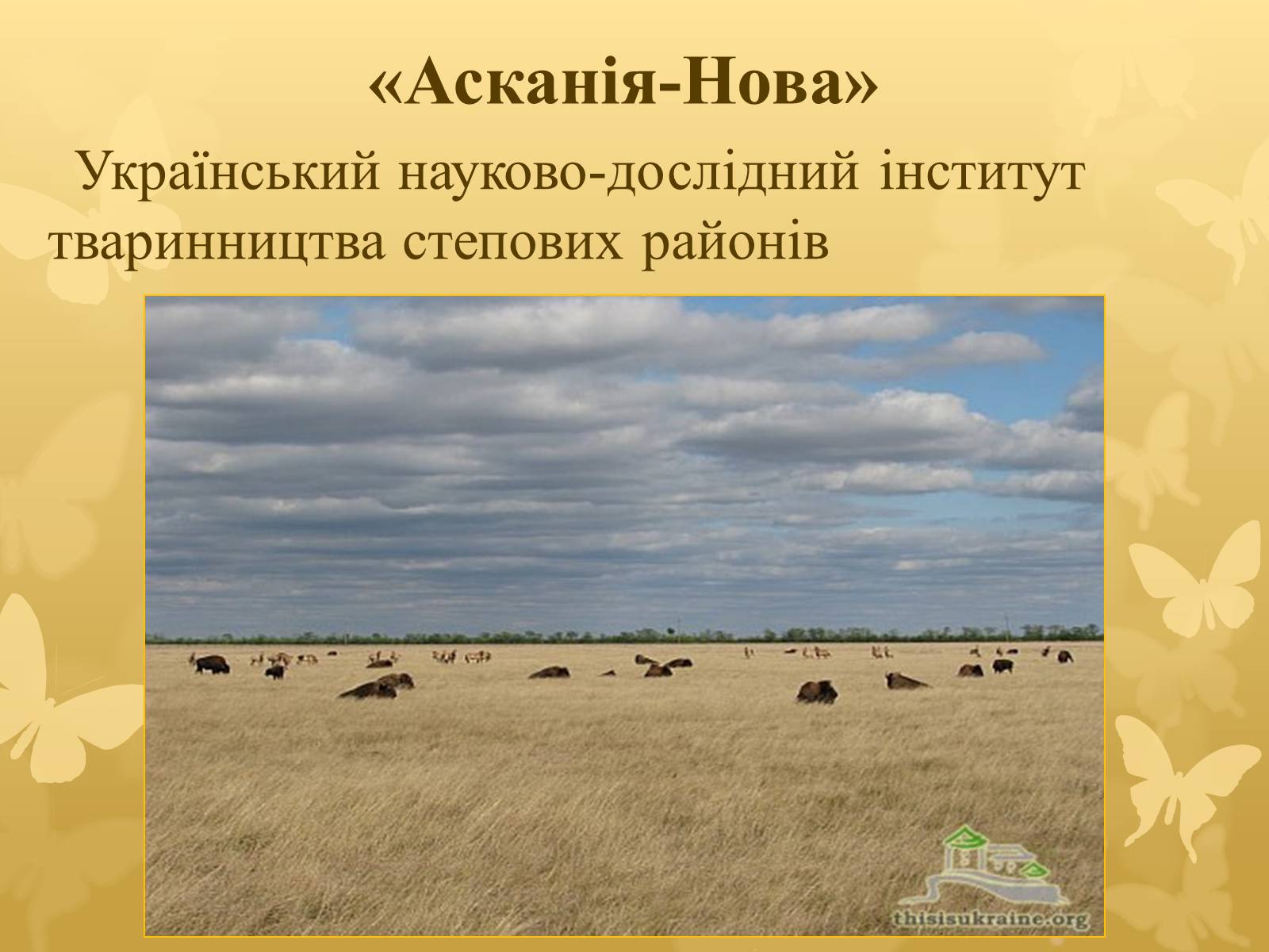Презентація на тему «Асканія Нова» (варіант 7) - Слайд #1 Презентація на тему «Асканія Нова» (варіант 7) - Слайд #1