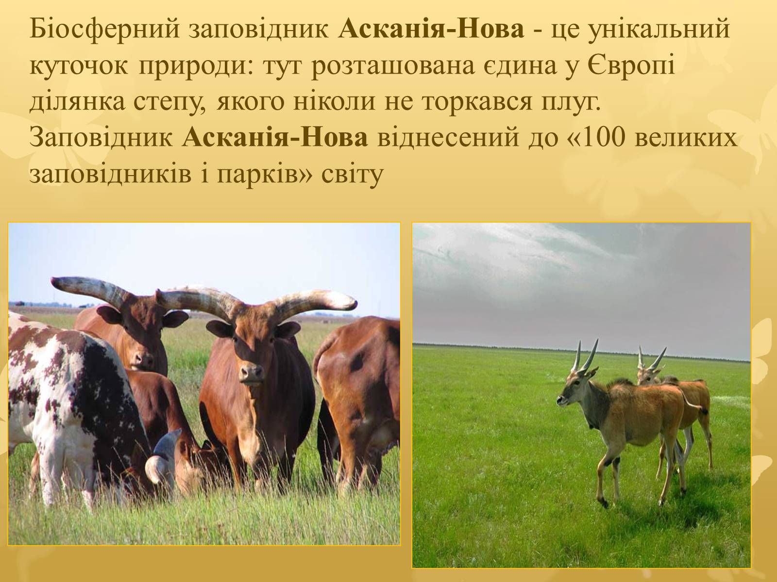 Презентація на тему «Асканія Нова» (варіант 7) - Слайд #3 Презентація на тему «Асканія Нова» (варіант 7) - Слайд #3