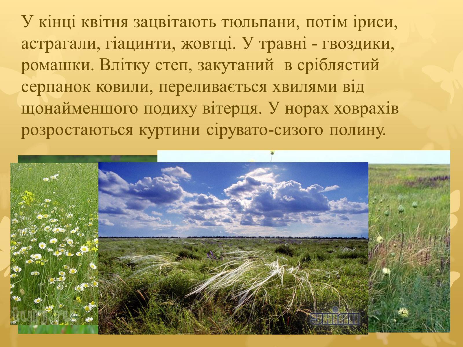 Презентація на тему «Асканія Нова» (варіант 7) - Слайд #5 Презентація на тему «Асканія Нова» (варіант 7) - Слайд #5