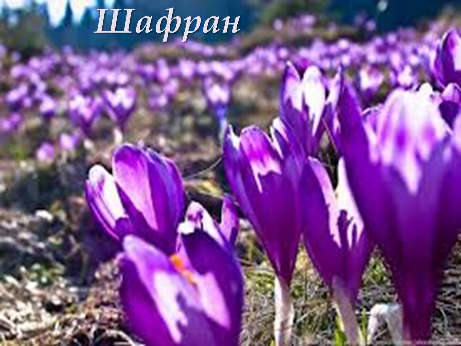 Презентація на тему «Карпати» (варіант 3) - Слайд #30 Презентація на тему «Карпати» (варіант 3) - Слайд #30