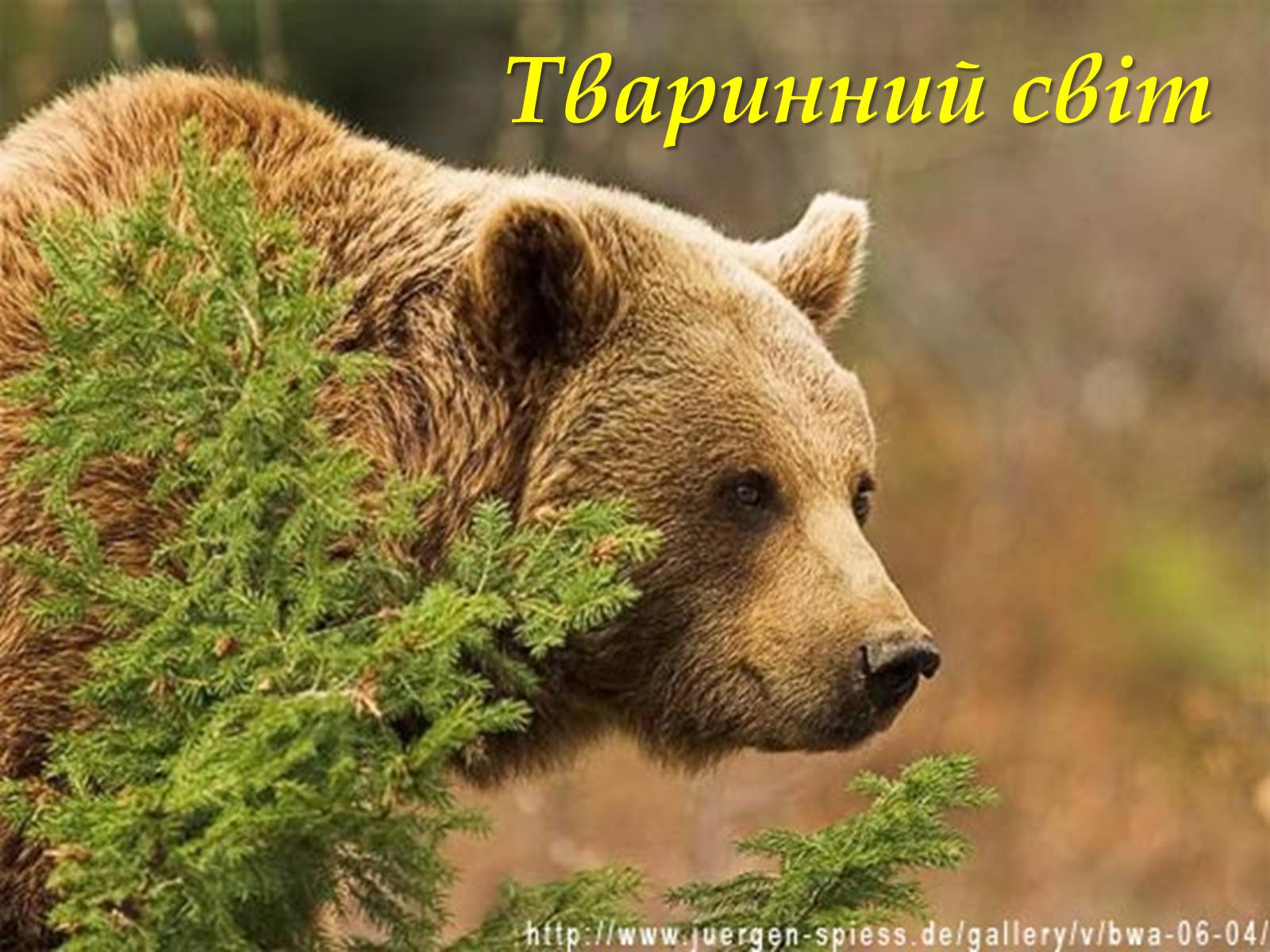 Презентація на тему «Карпати» (варіант 3) - Слайд #36 Презентація на тему «Карпати» (варіант 3) - Слайд #36