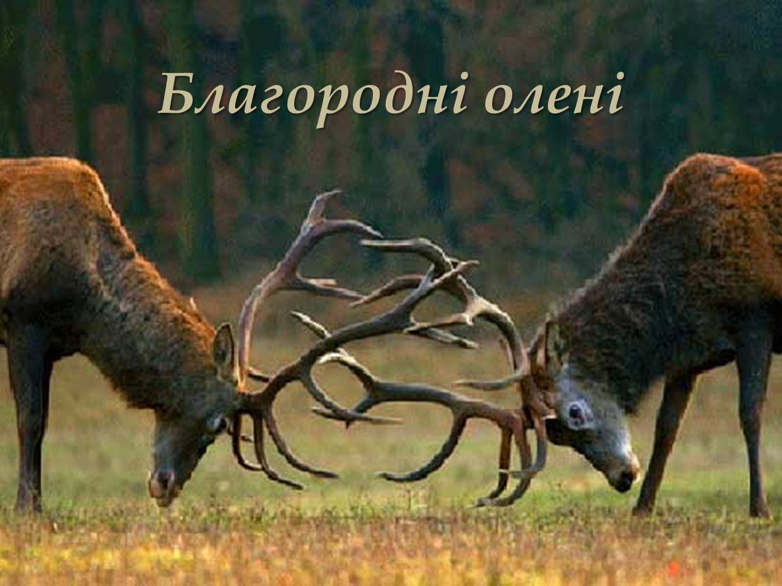Презентація на тему «Карпати» (варіант 3) - Слайд #37 Презентація на тему «Карпати» (варіант 3) - Слайд #37