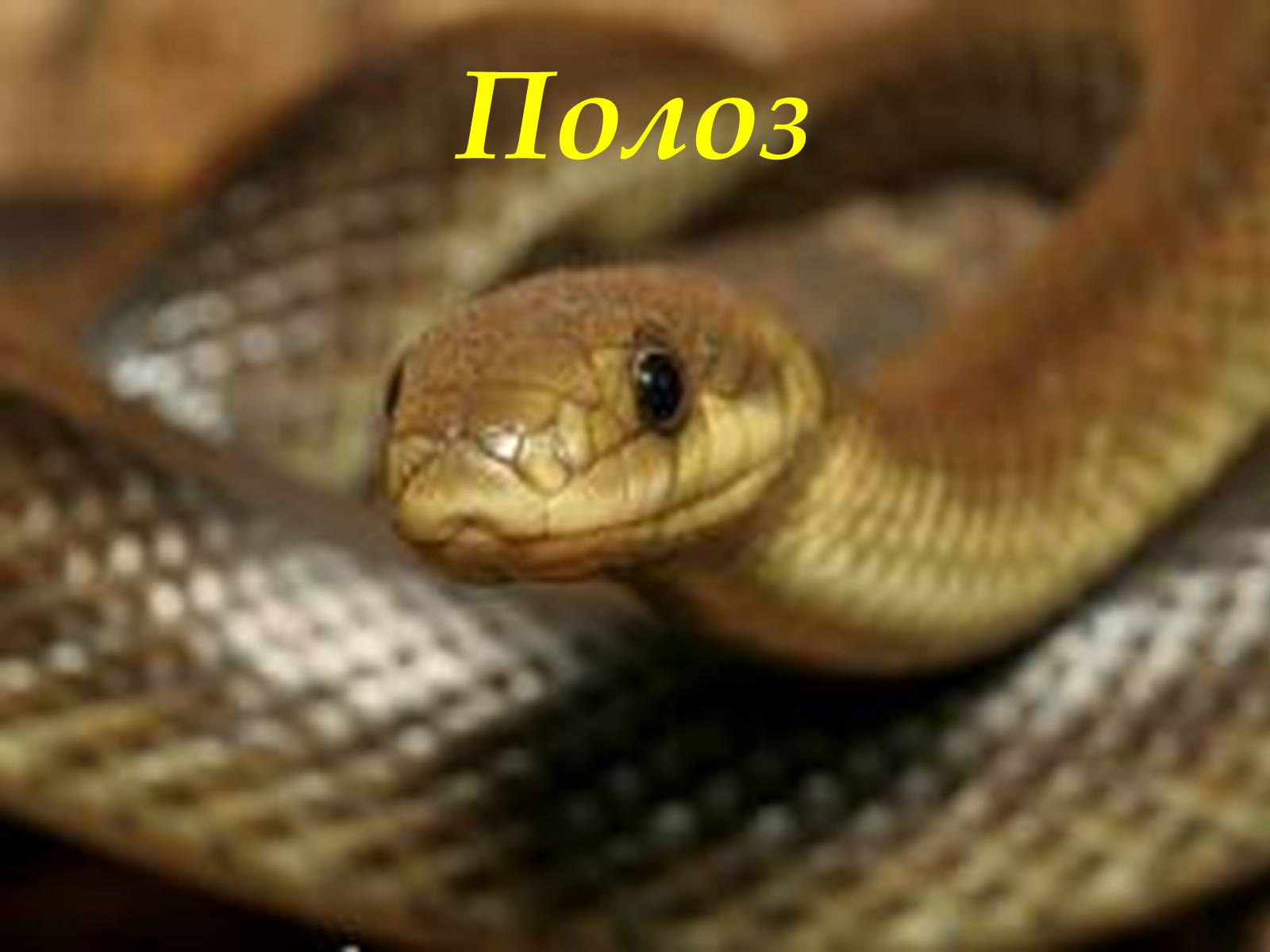 Презентація на тему «Карпати» (варіант 3) - Слайд #52 Презентація на тему «Карпати» (варіант 3) - Слайд #52