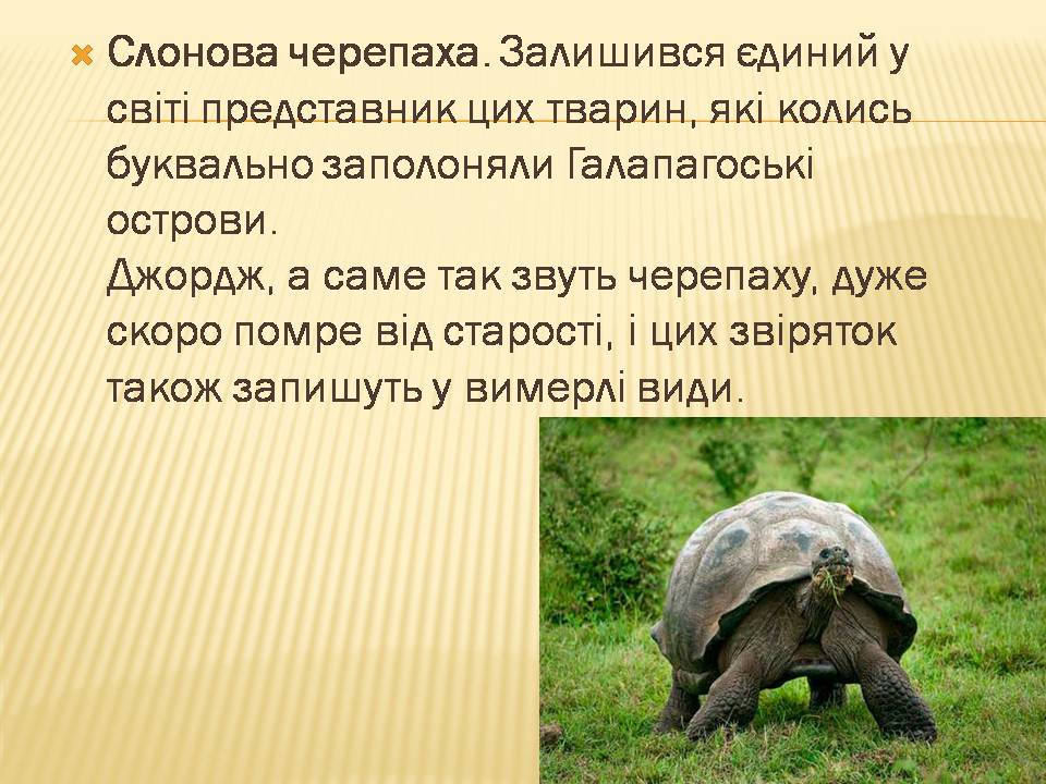 Презентація на тему «Екологічні проблеми людства» (варіант 7) - Слайд #17 Презентація на тему «Екологічні проблеми людства» (варіант 7) - Слайд #17
