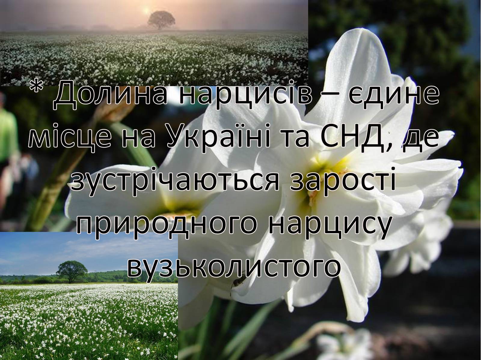 Презентація на тему «Закарпаття» - Слайд #15 Презентація на тему «Закарпаття» - Слайд #15